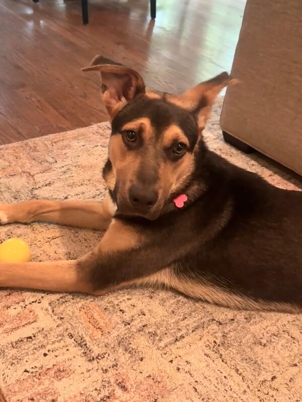 Enlarge Kellet, a Adoptable mixed breed in Berkeley Heights, NJ image 2/6