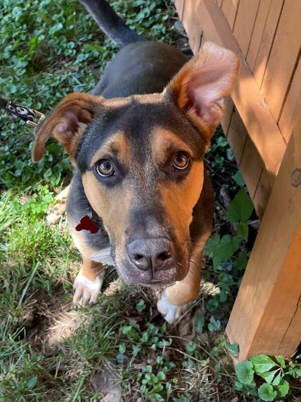 Enlarge Kellet, a Adoptable mixed breed in Berkeley Heights, NJ image 3/6