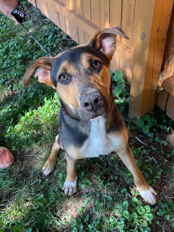 Enlarge Kellet, a Adoptable mixed breed in Berkeley Heights, NJ image 4/6