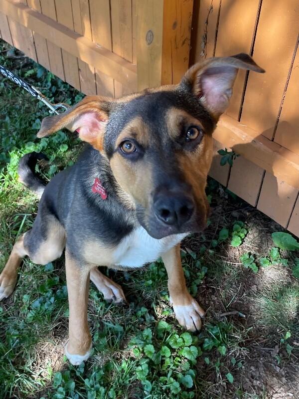 Enlarge Kellet, a Adoptable mixed breed in Berkeley Heights, NJ image 5/6