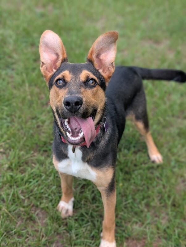 Enlarge Kellet, a Adoptable mixed breed in Berkeley Heights, NJ image 6/6