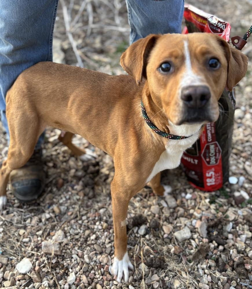 Enlarge Ellie Mae, a Adoptable mixed breed in Tulsa, OK image 3/4