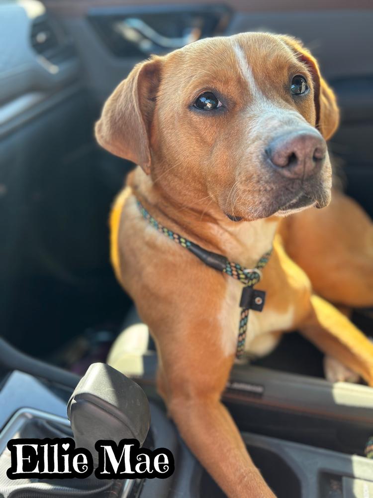 Ellie Mae, Adoptable, Adult Female Hound & Labrador Retriever.