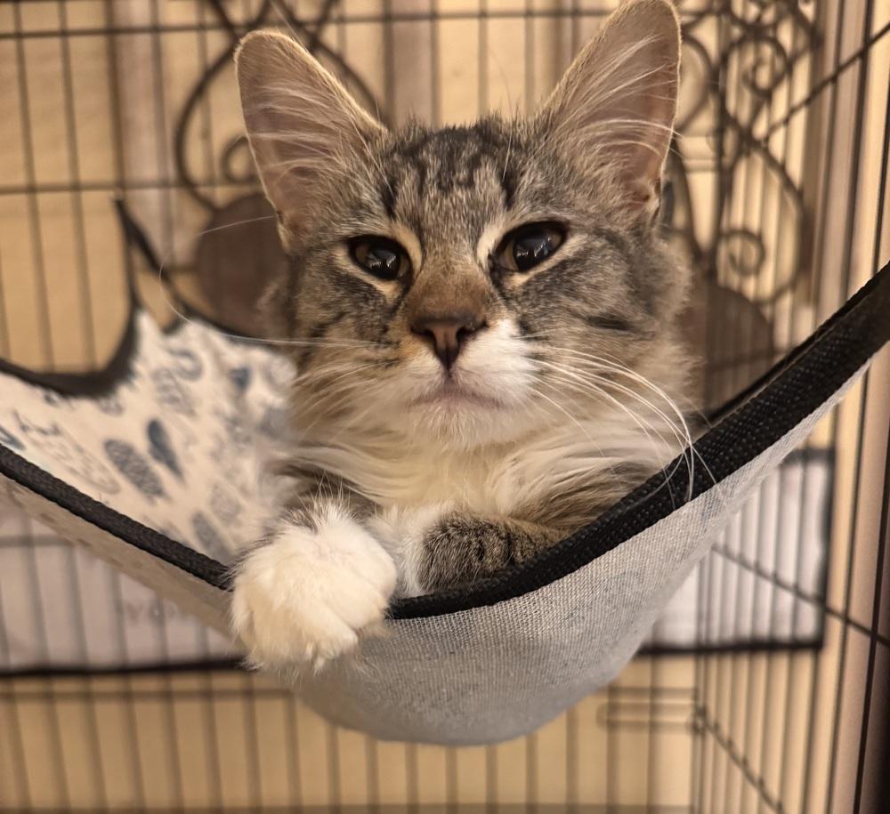 Kiwi, Adoptable, Kitten Female Tabby & Domestic Long Hair.