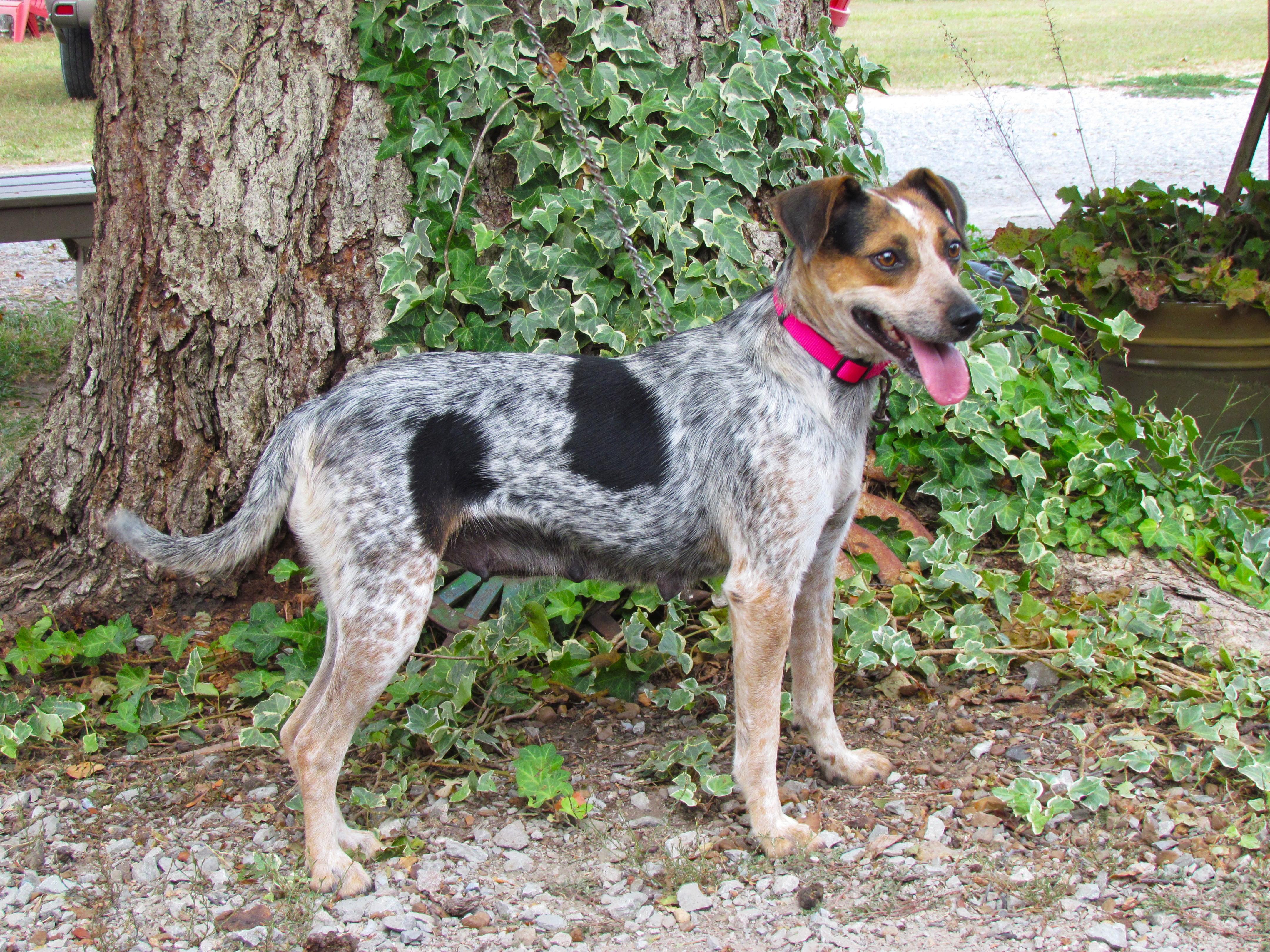 Enlarge MARGO, a Adoptable mixed breed in Harrisburg, PA image 2/6
