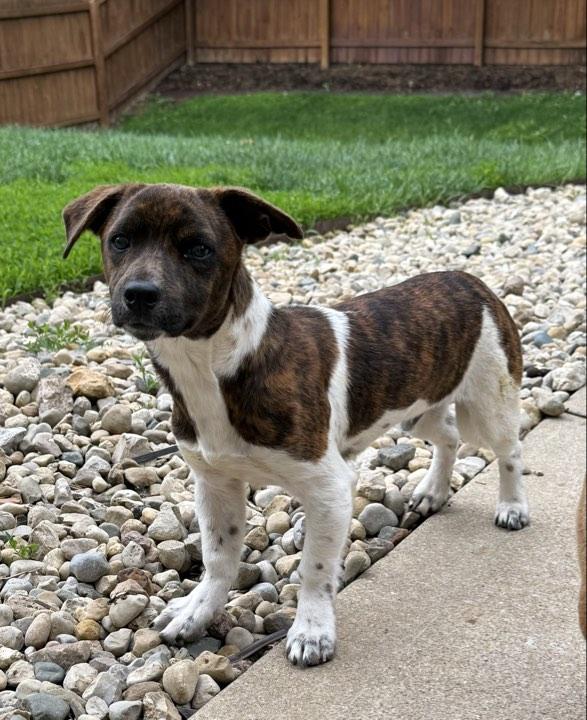 Enlarge Timone, an adopted Mixed Breed in Indianapolis, IN image 2/5