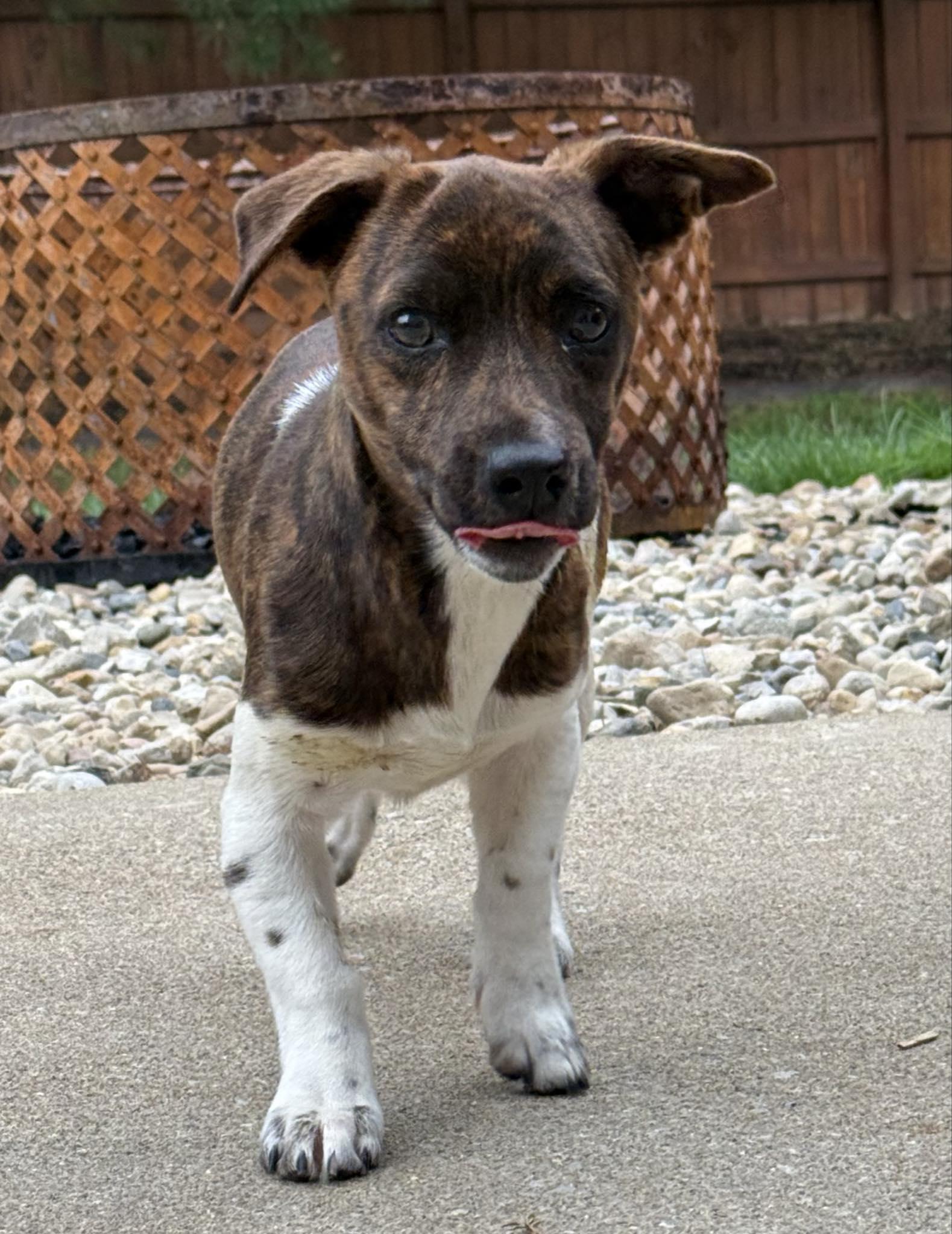 Enlarge Timone, an adopted Mixed Breed in Indianapolis, IN image 4/5
