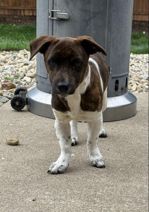 Enlarge Timone, an adopted Mixed Breed in Indianapolis, IN image 3/5