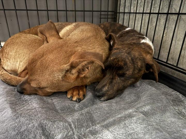 Enlarge Timone, an adopted Mixed Breed in Indianapolis, IN image 5/5