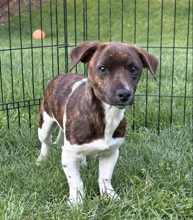 Enlarge Timone, an adopted Mixed Breed in Indianapolis, IN image 1/5