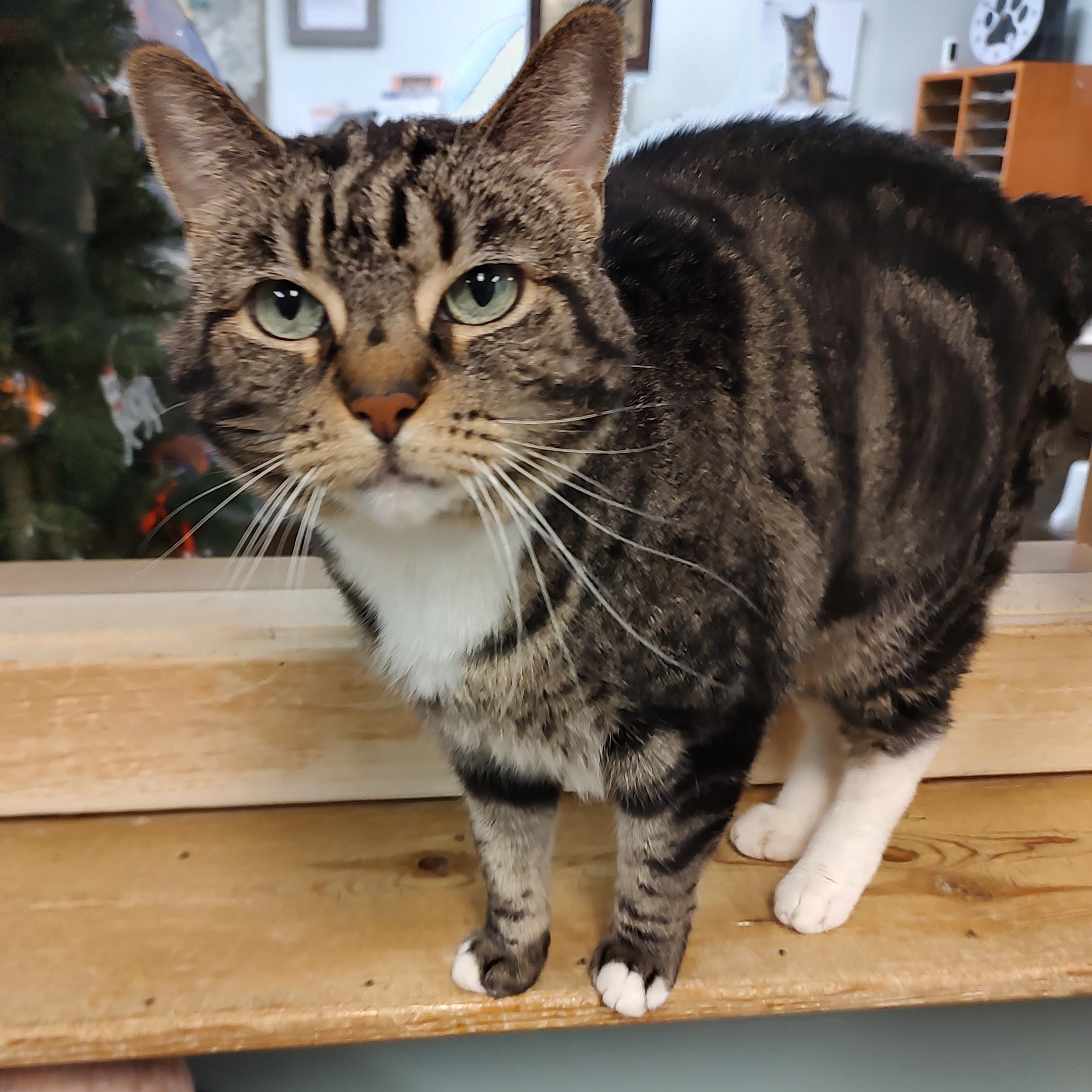 Cleo, a ADOPTABLE mixed breed in Driggs, ID image 1/2