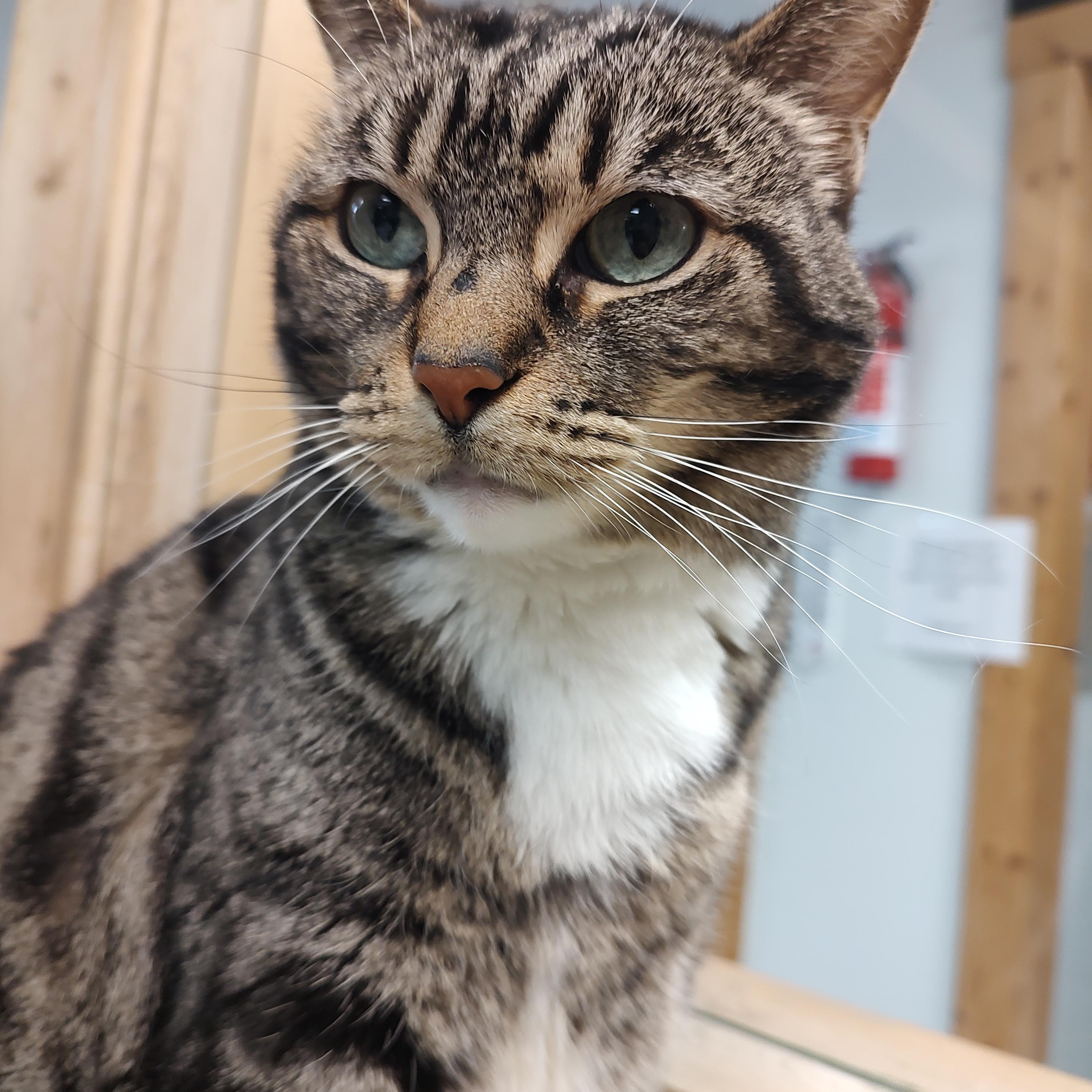 Cleo, a ADOPTABLE mixed breed in Driggs, ID image 2/2