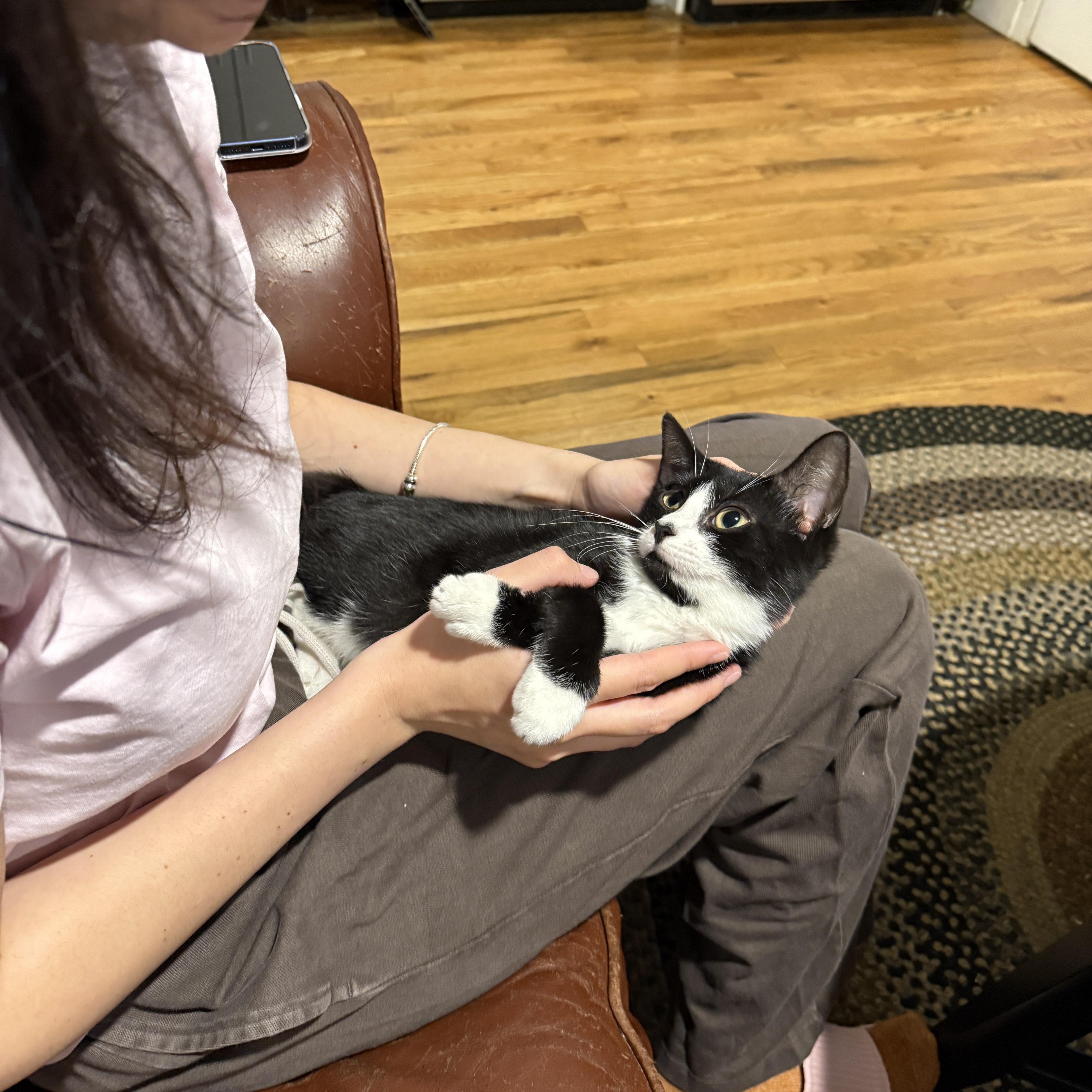 Enlarge Sky Cap + Sky Miles, an adopted Domestic Short Hair in brooklyn, NY image 4/6