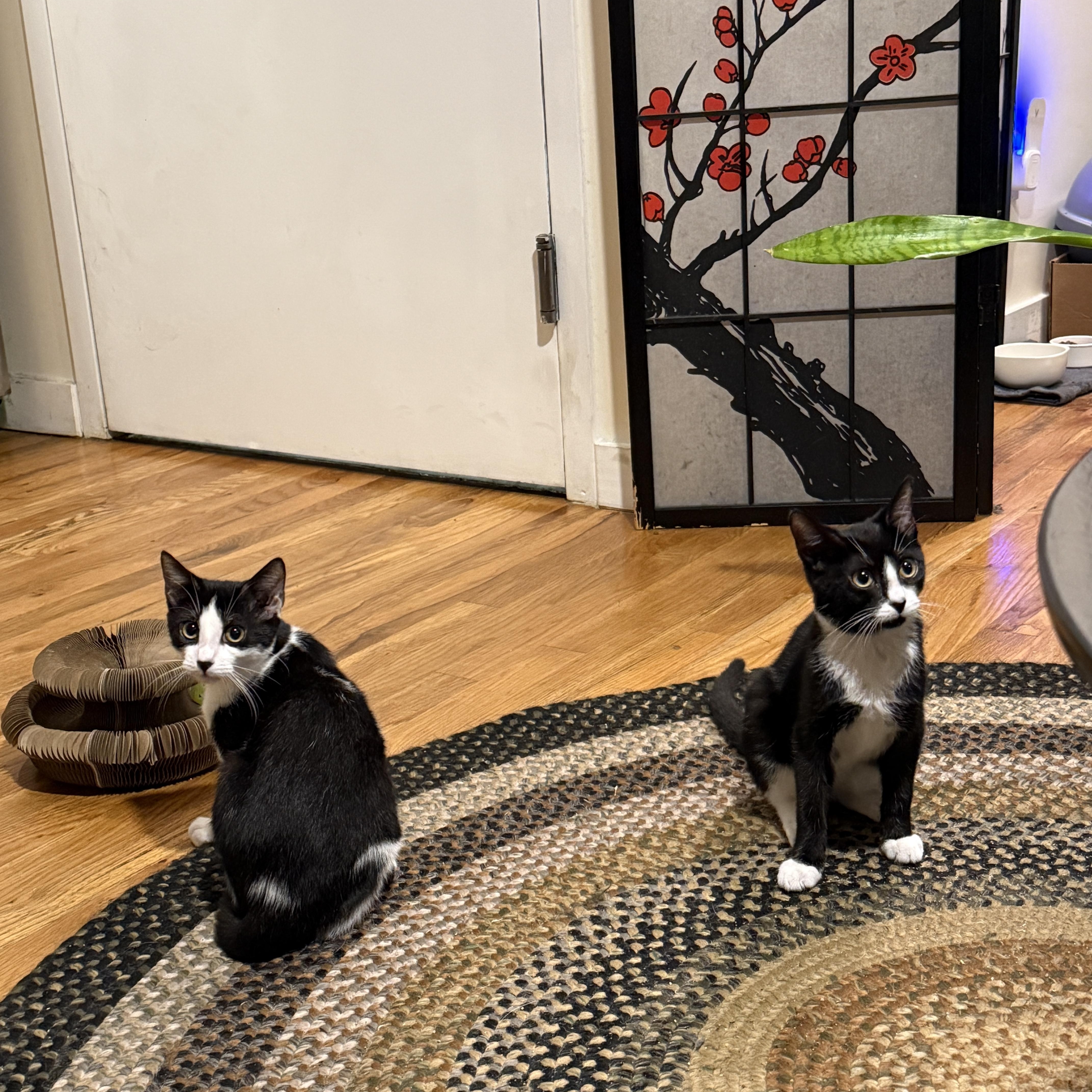 Enlarge Sky Cap + Sky Miles, an adopted Domestic Short Hair in brooklyn, NY image 6/6