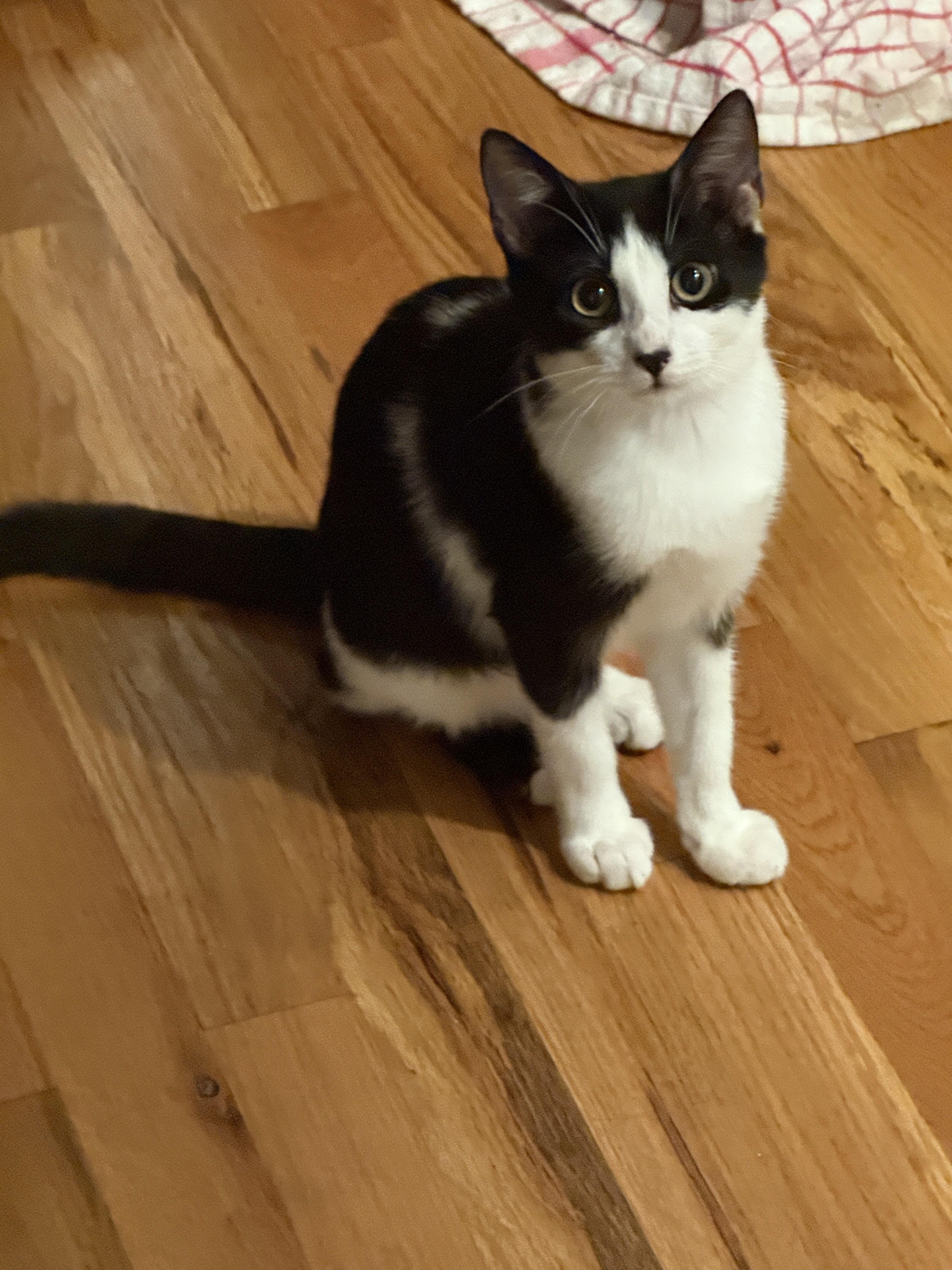 Sky Cap + Sky Miles, adopted, Kitten Male Domestic Short Hair.