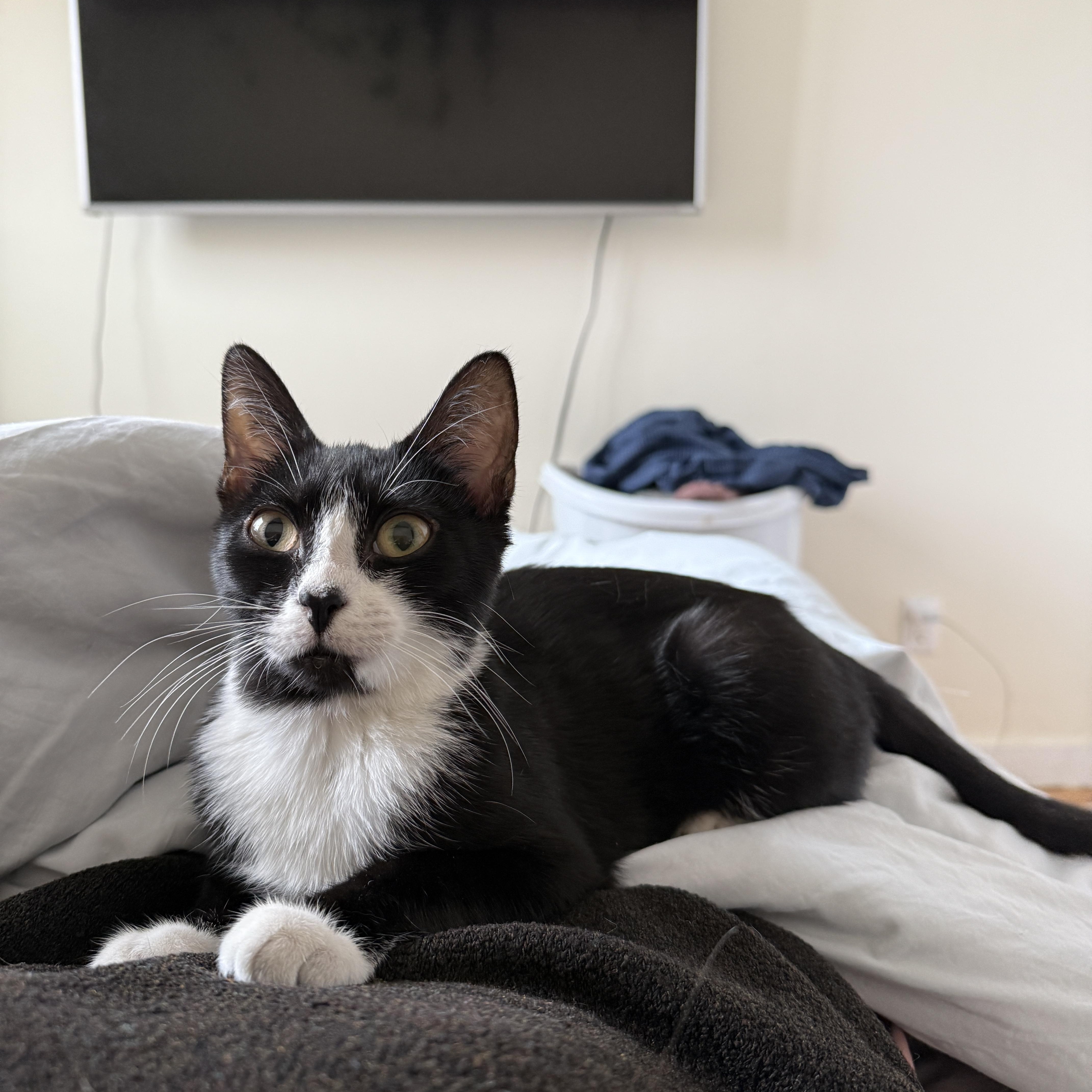 Enlarge Sky Cap + Sky Miles, an adopted Domestic Short Hair in brooklyn, NY image 5/6