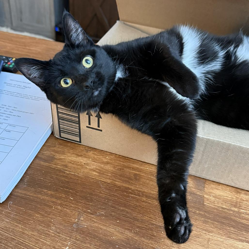 Enlarge Sweet Sunset, an adopted Domestic Short Hair in Forest Hills, NY image 1/5