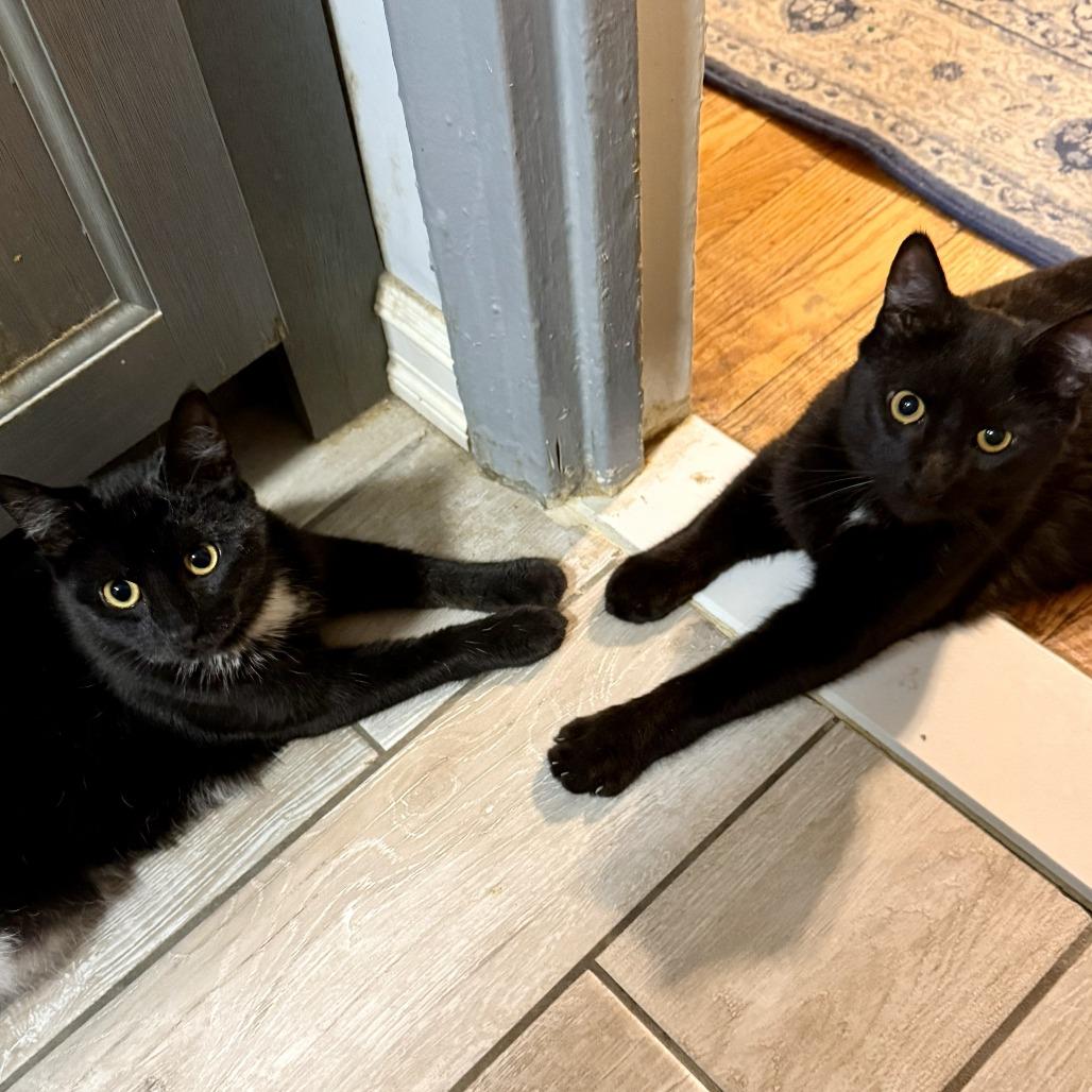 Enlarge Sweet Sunset, an adopted Domestic Short Hair in Forest Hills, NY image 4/5