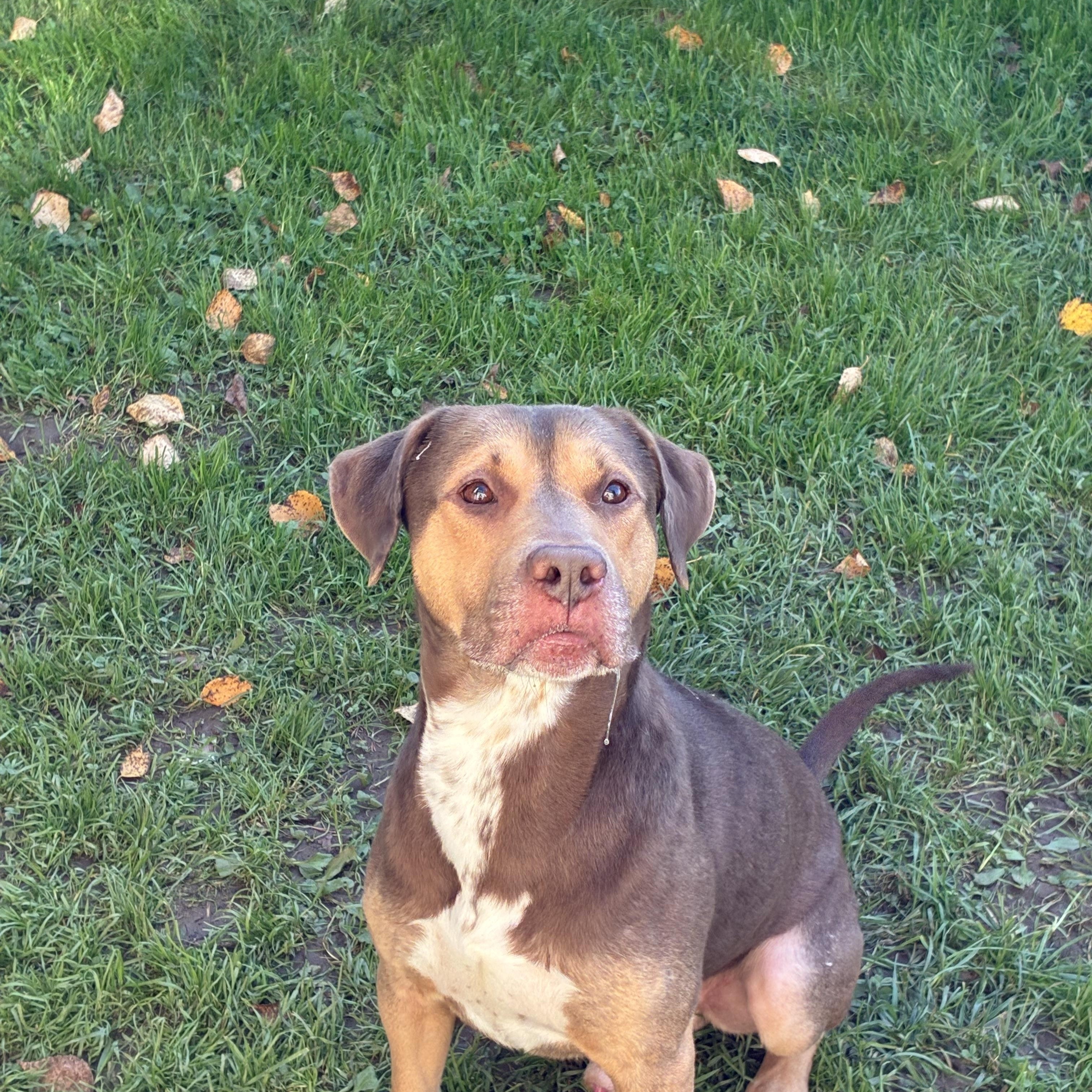 Buck, Adoptable, Adult Male Mixed Breed.