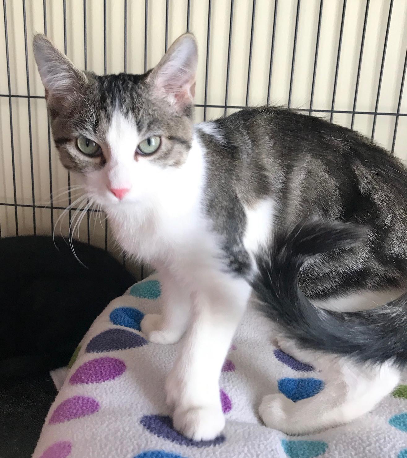 Enlarge Toe-bias, a Adoptable mixed breed in Arthurette, NB image 1/1