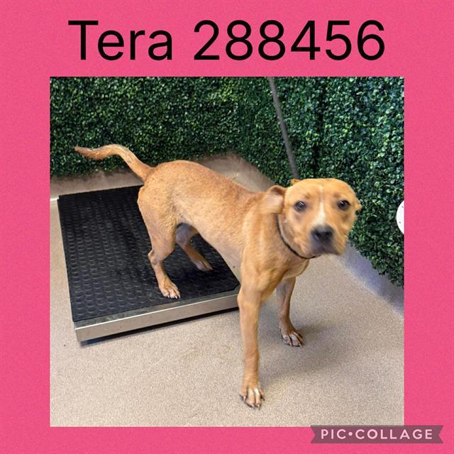 TERA, Adoptable, Young Female Mixed Breed.