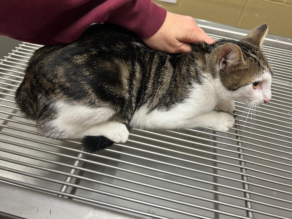 Enlarge Precious, a Adoptable mixed breed in Douglasville, GA image 2/2