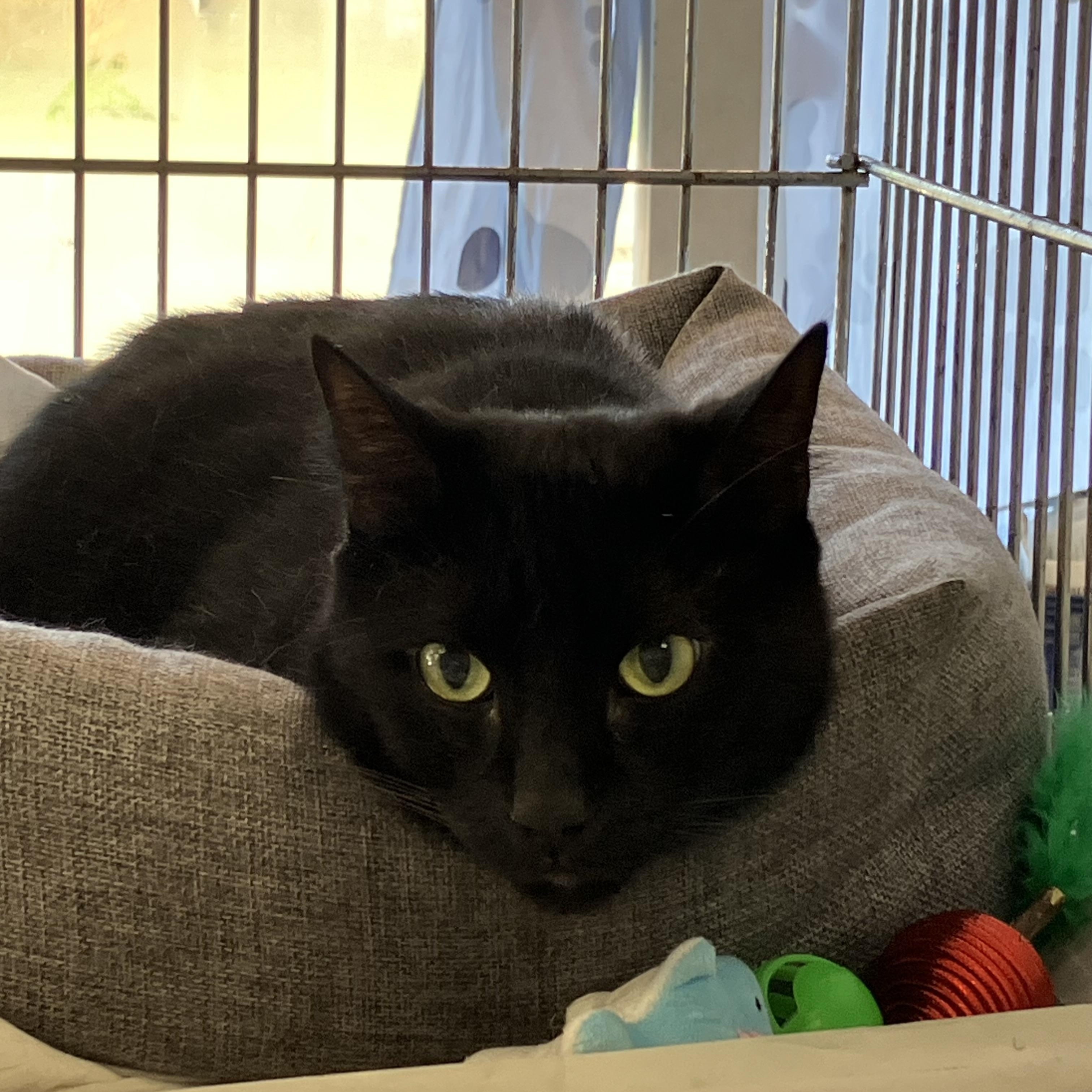 Raven, Adoptable, Adult Female Domestic Short Hair.