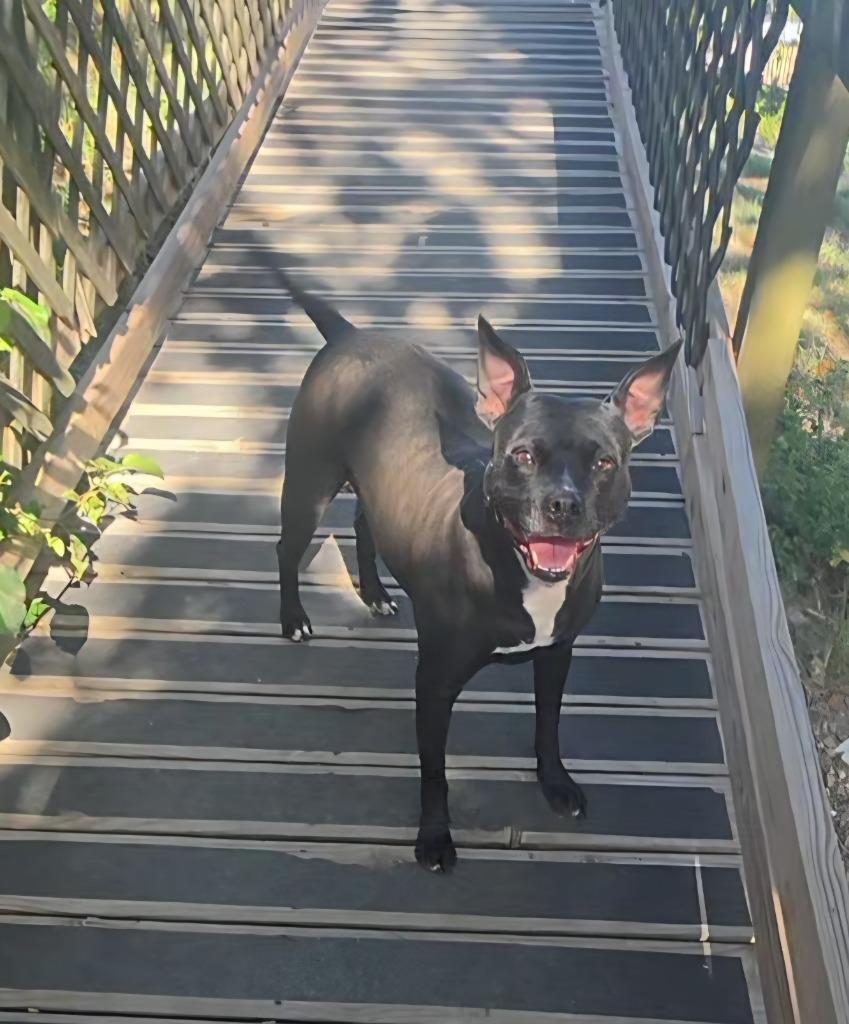 Autumn, Adoptable, Adult Female Labrador Retriever & Mixed Breed.