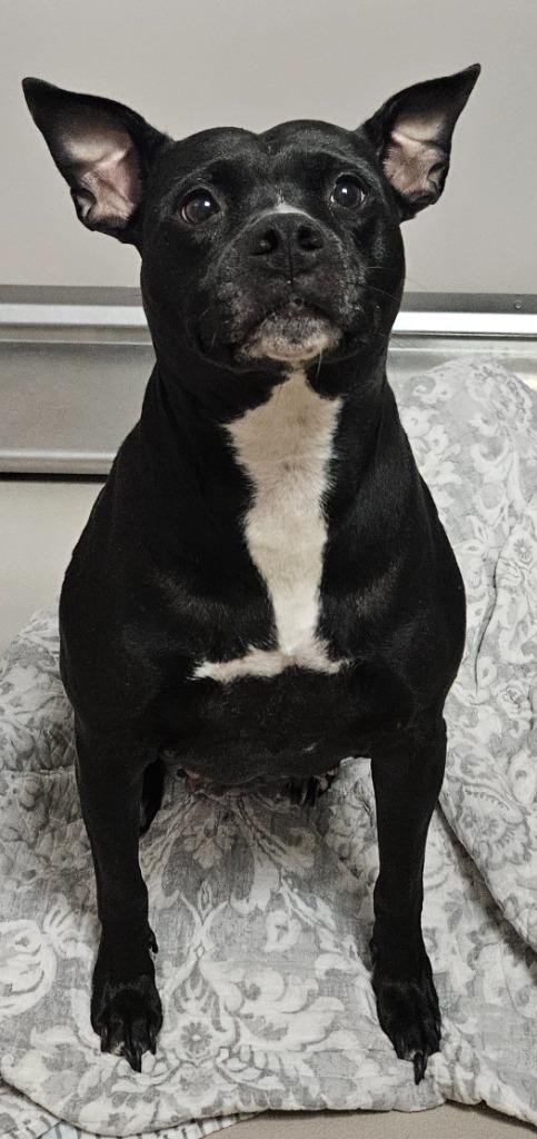 Enlarge Autumn, a Adoptable mixed breed in Sherwood, AR image 1/4