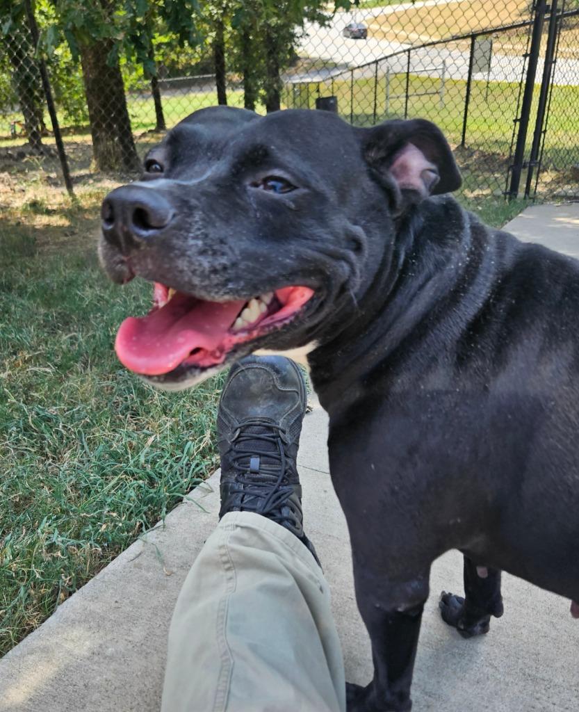 Enlarge Autumn, a Adoptable mixed breed in Sherwood, AR image 2/4