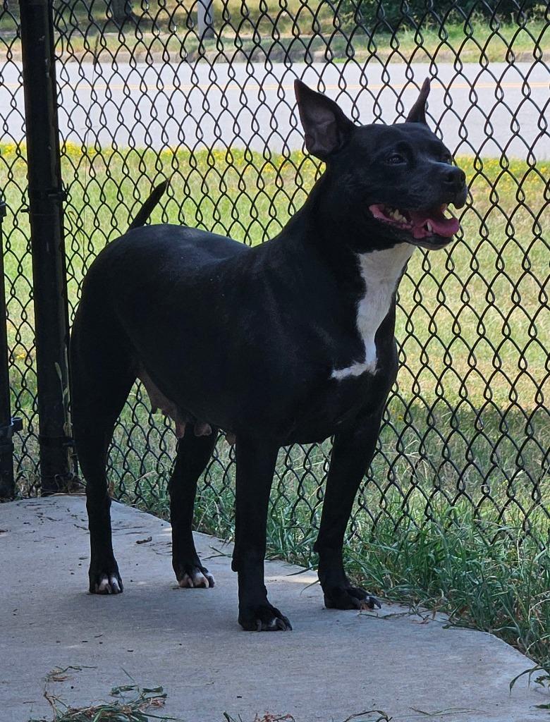 Enlarge Autumn, a Adoptable mixed breed in Sherwood, AR image 4/4