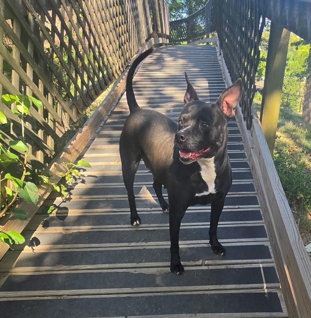 Autumn, a Adoptable mixed breed in Sherwood, AR image 6/6