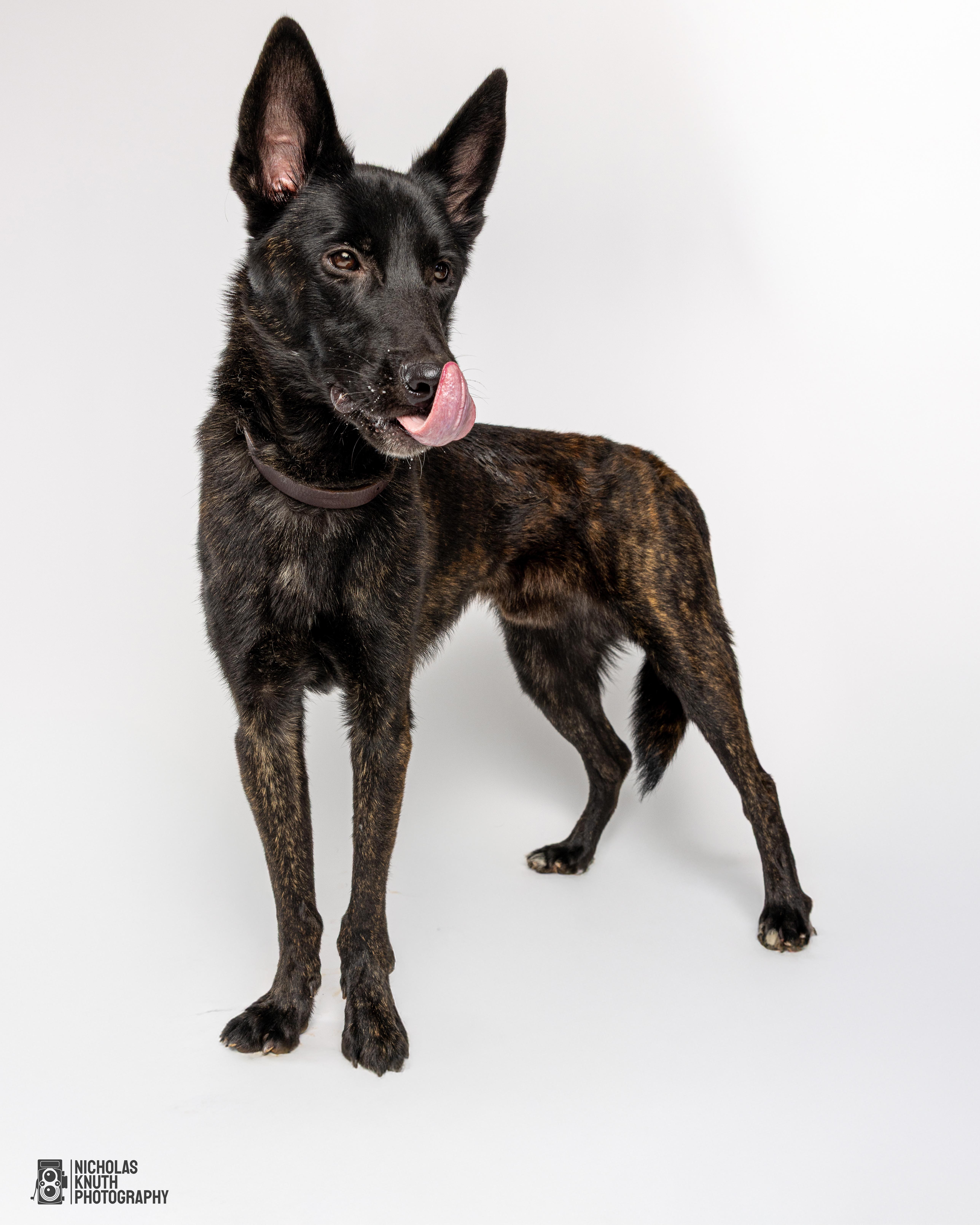 Cyrus, a Adoptable mixed breed in Palatine, IL image 2/4