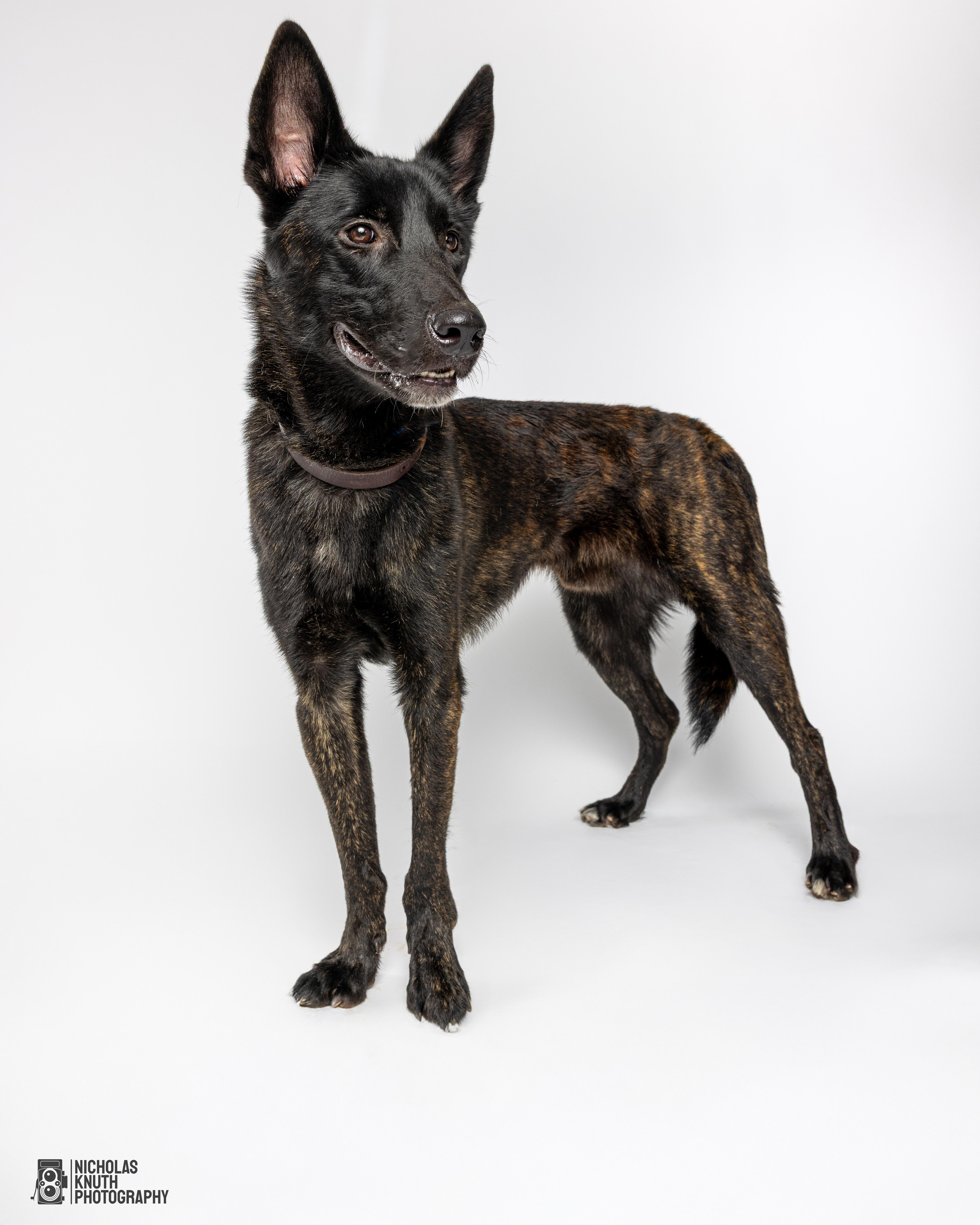 Cyrus, a Adoptable mixed breed in Palatine, IL image 3/4