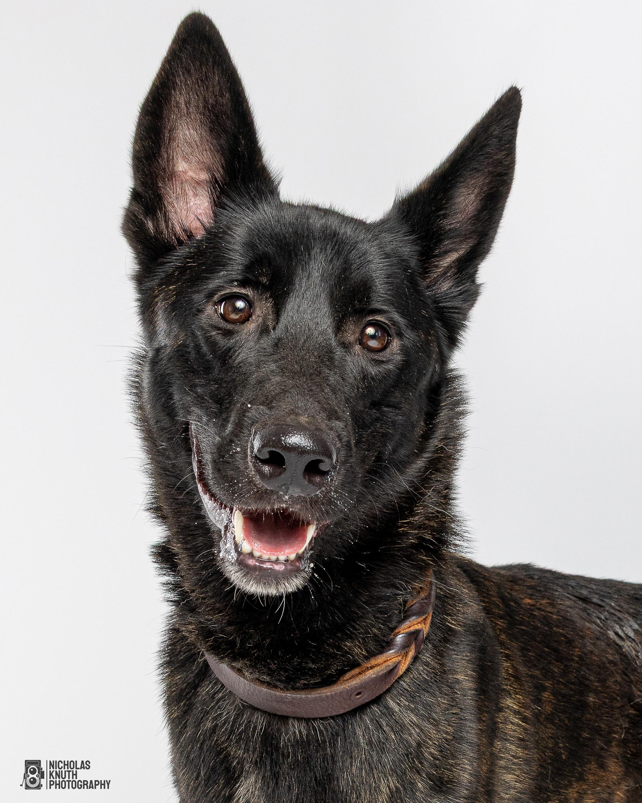 Cyrus, Adoptable, Young Male Belgian Shepherd / Malinois & Dutch Shepherd.