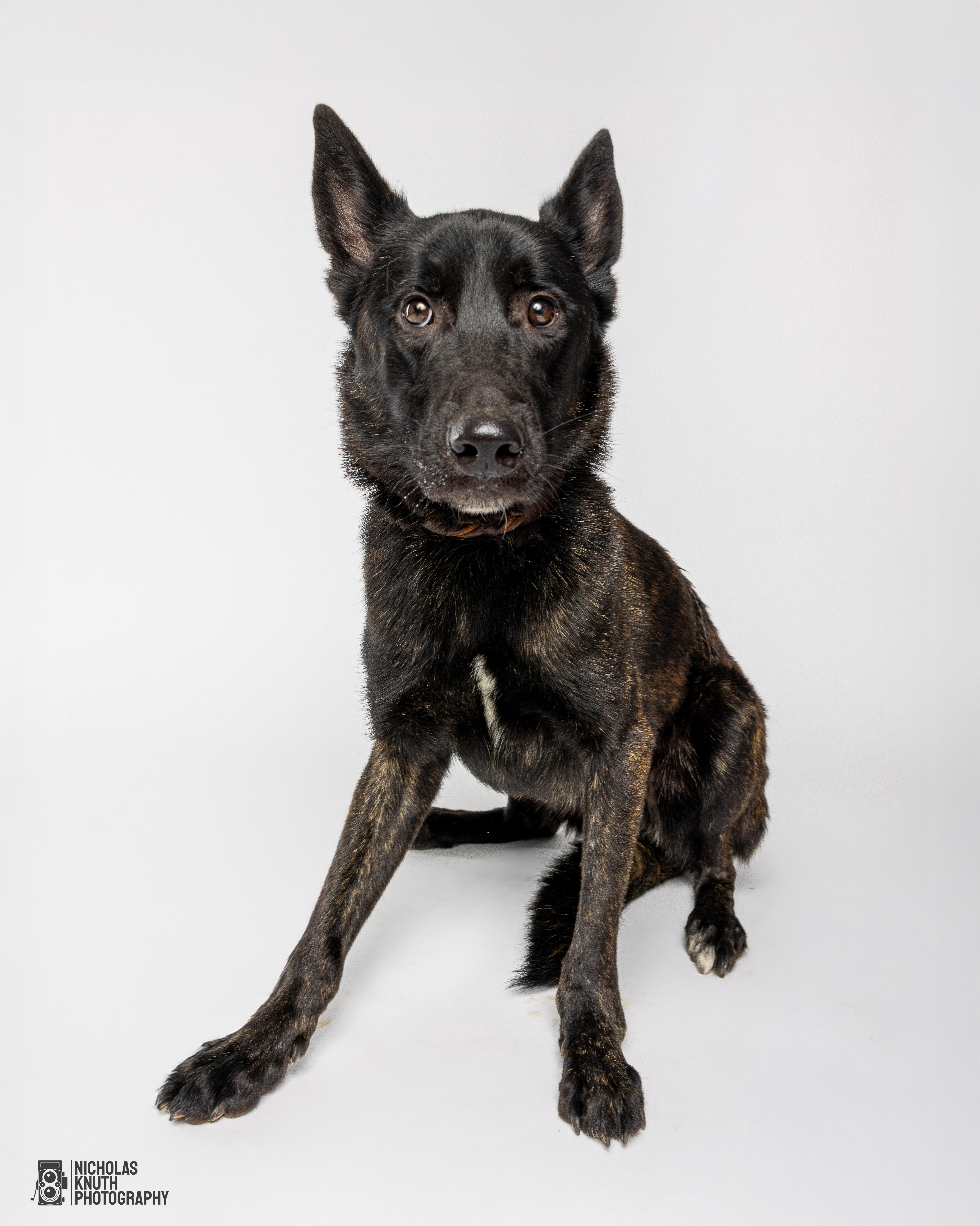 Cyrus, a Adoptable mixed breed in Palatine, IL image 4/4