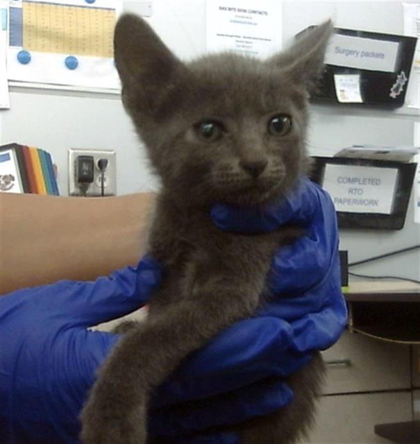 Enlarge SIMBA, a Adoptable Domestic Short Hair in Dallas, TX image 1/1