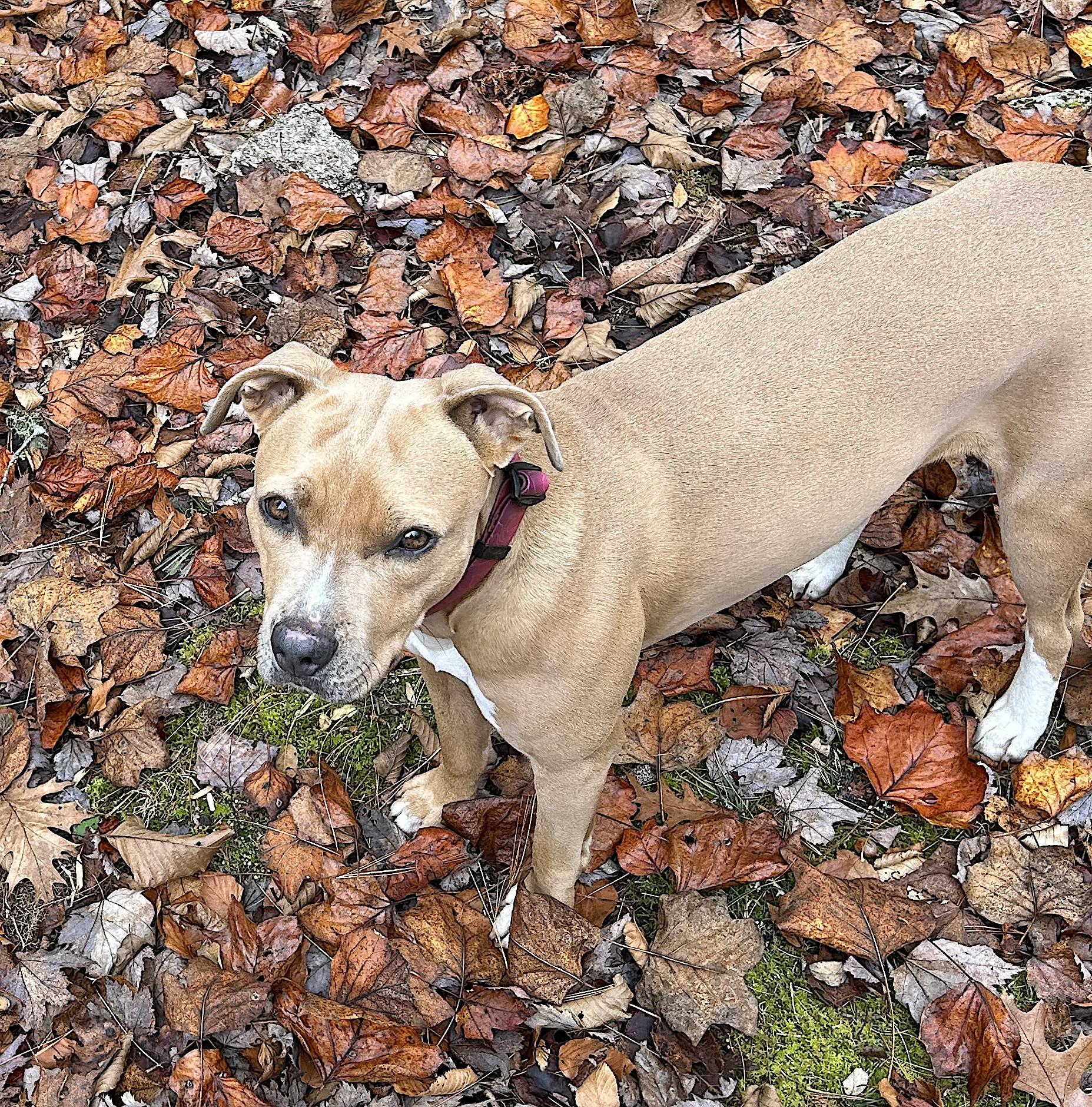 Maisie photo 2