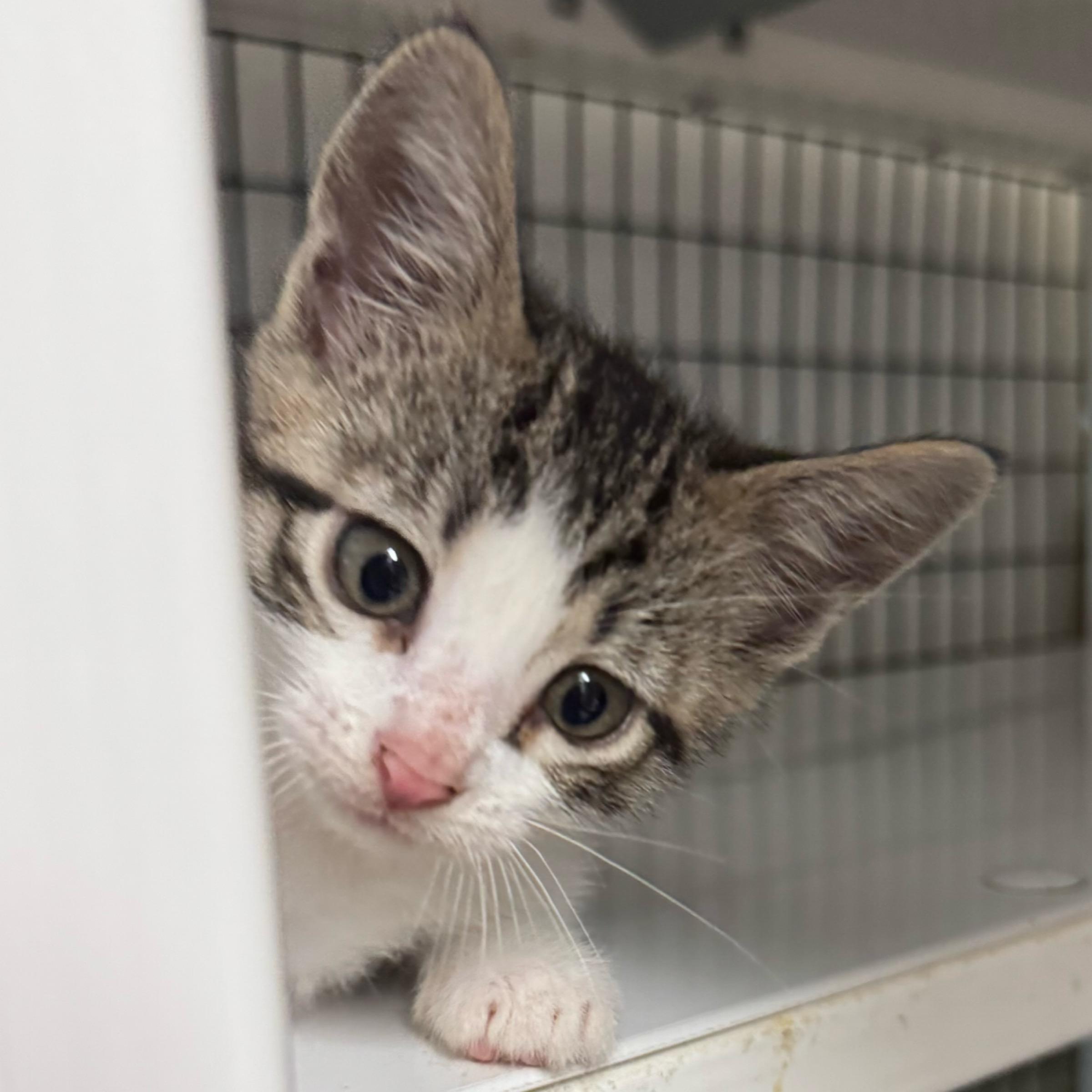 Enlarge Heath, an adopted mixed breed in Kingwood, TX image 3/6