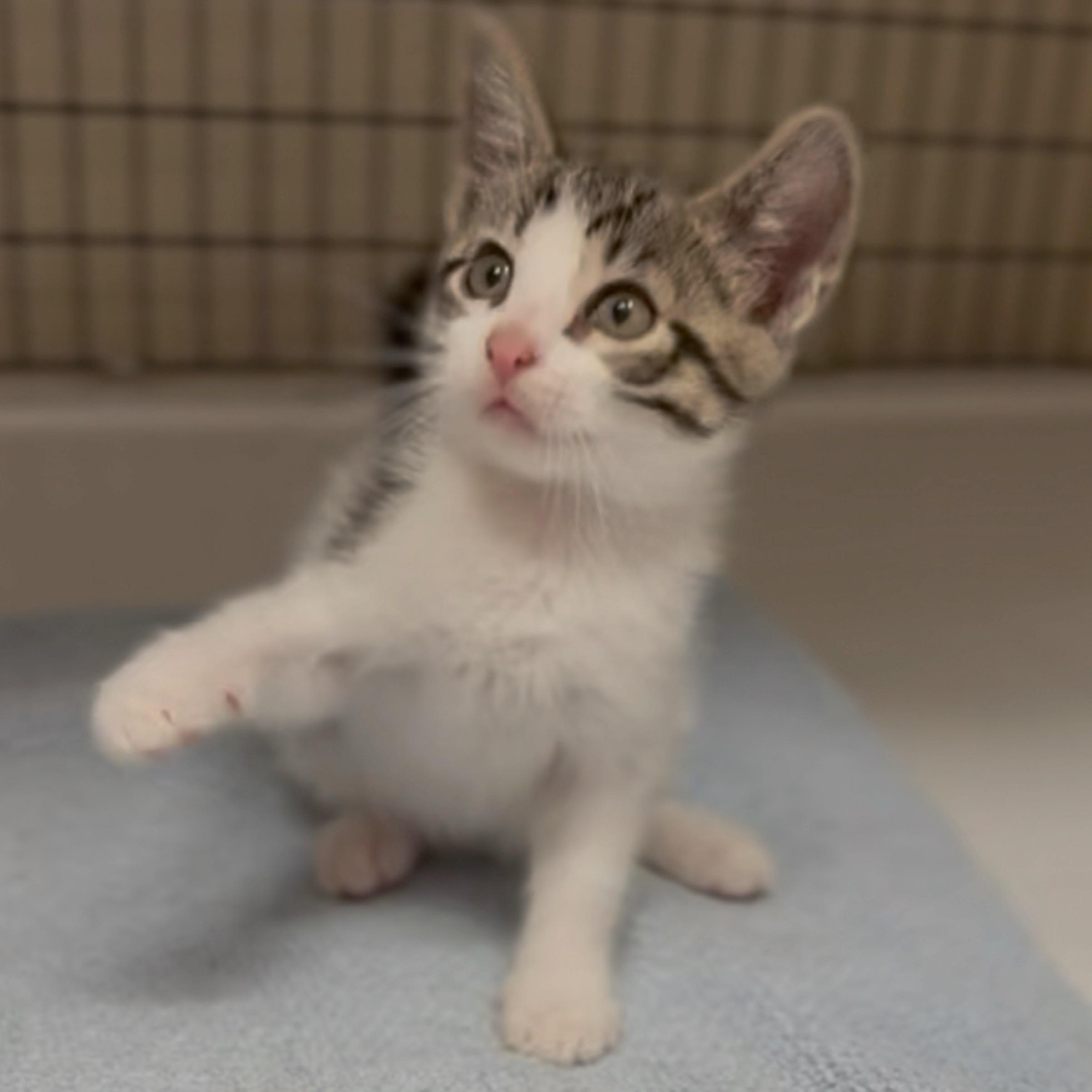 Enlarge Heath, an adopted mixed breed in Kingwood, TX image 4/6