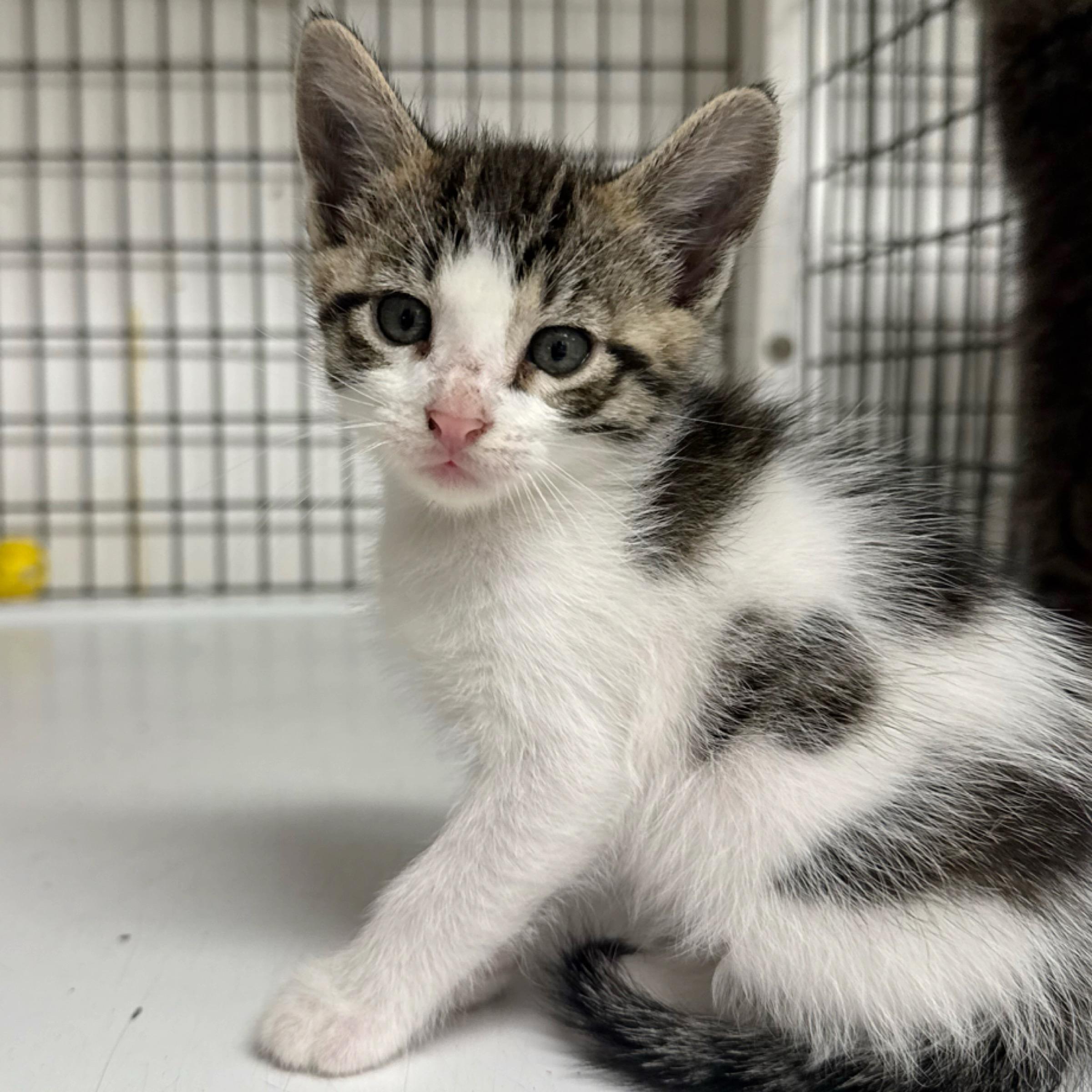 Heath, adopted, Kitten Male Domestic Short Hair & Tabby.