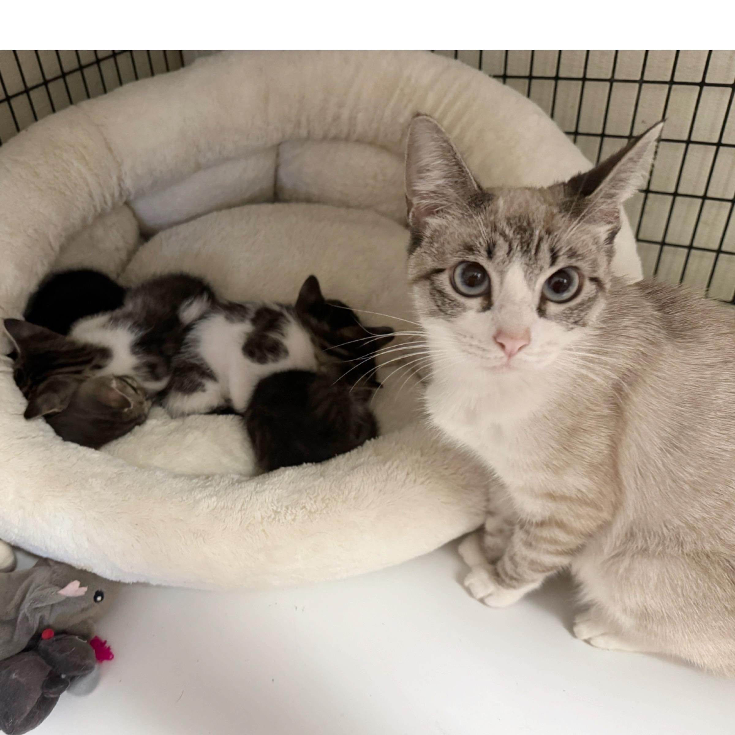 Enlarge Heath, an adopted mixed breed in Kingwood, TX image 5/6