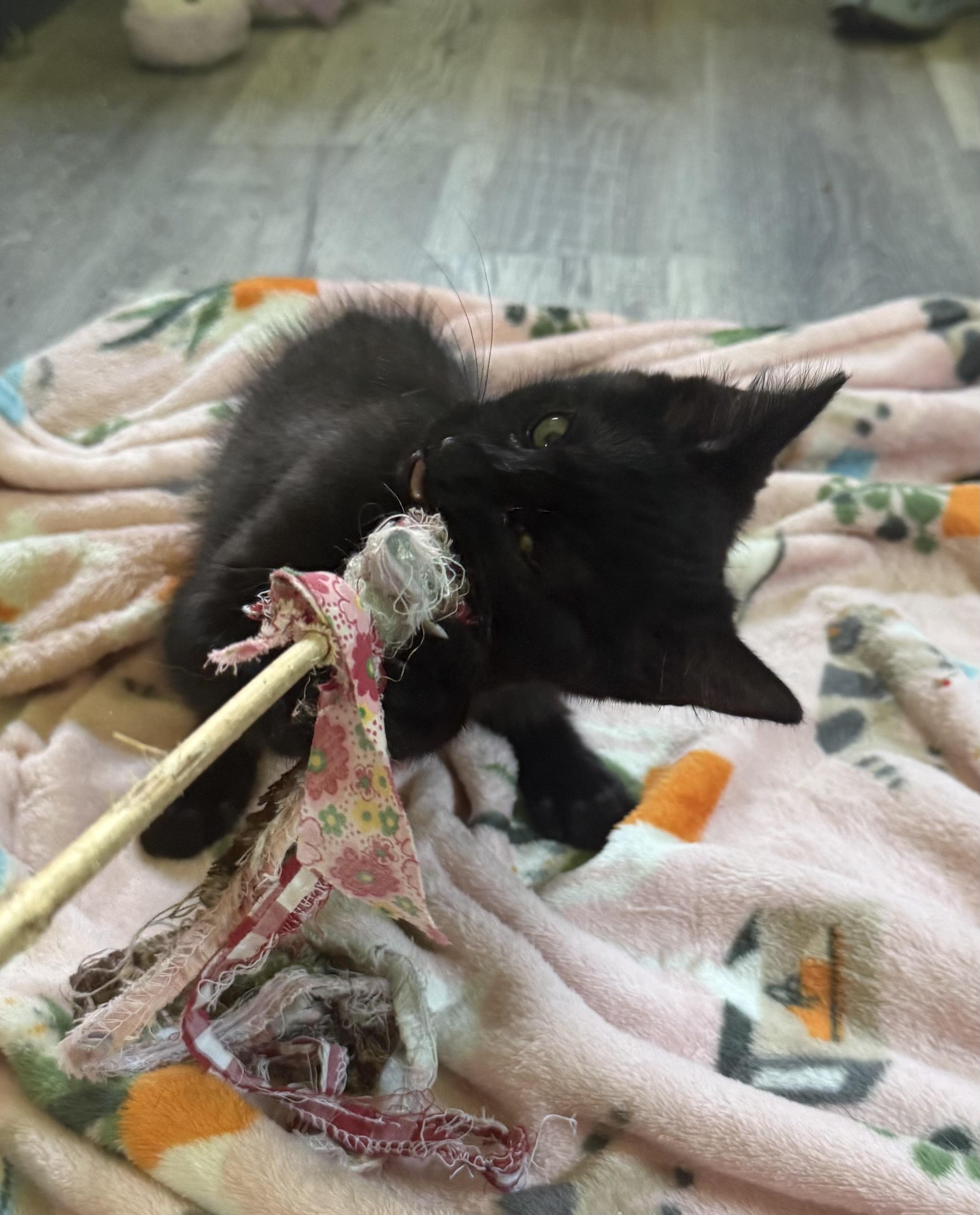 Rocky, a ADOPTABLE Domestic Short Hair in Anderson, IN image 5/5