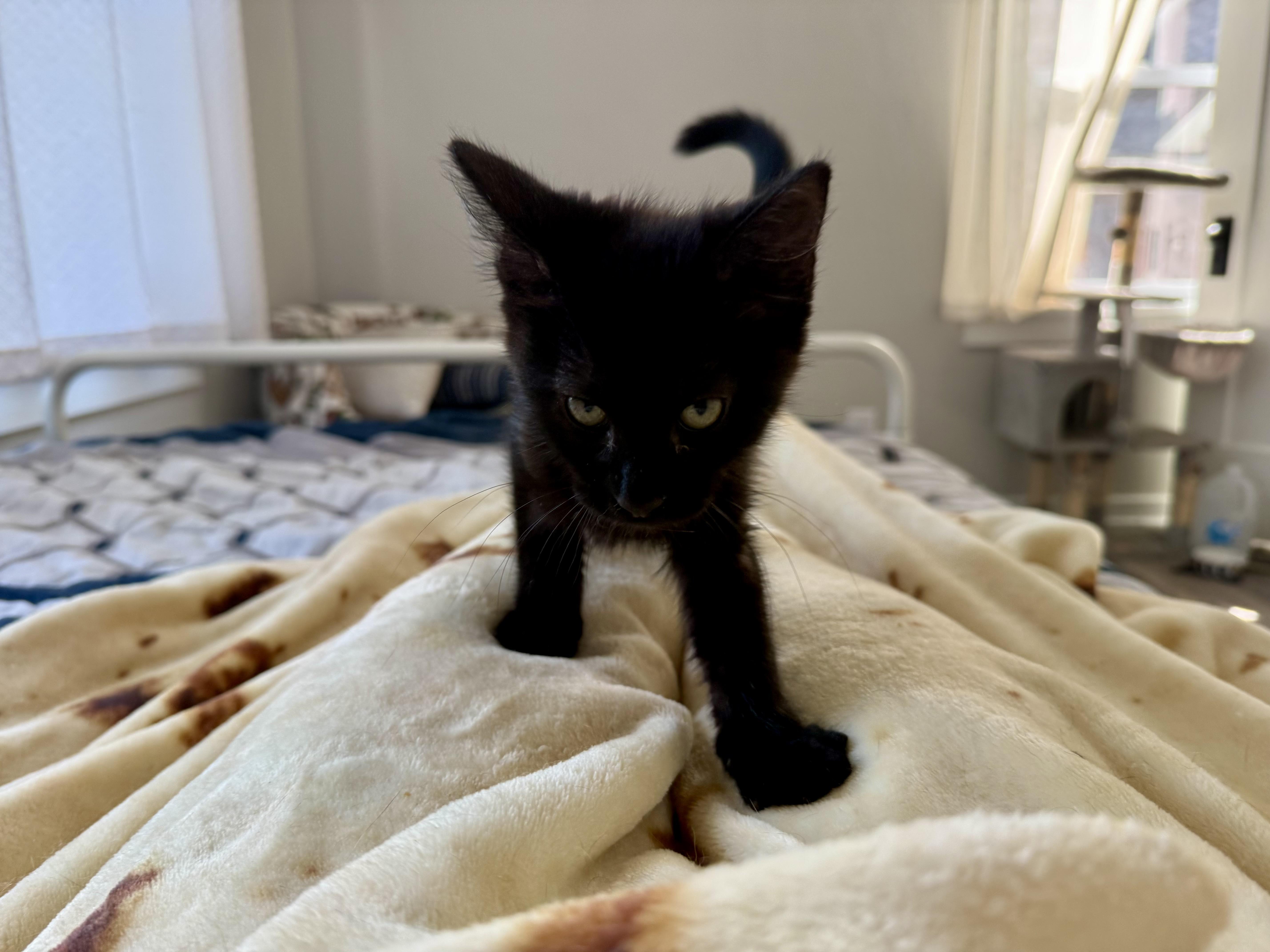 Rocky, a ADOPTABLE Domestic Short Hair in Anderson, IN image 2/5