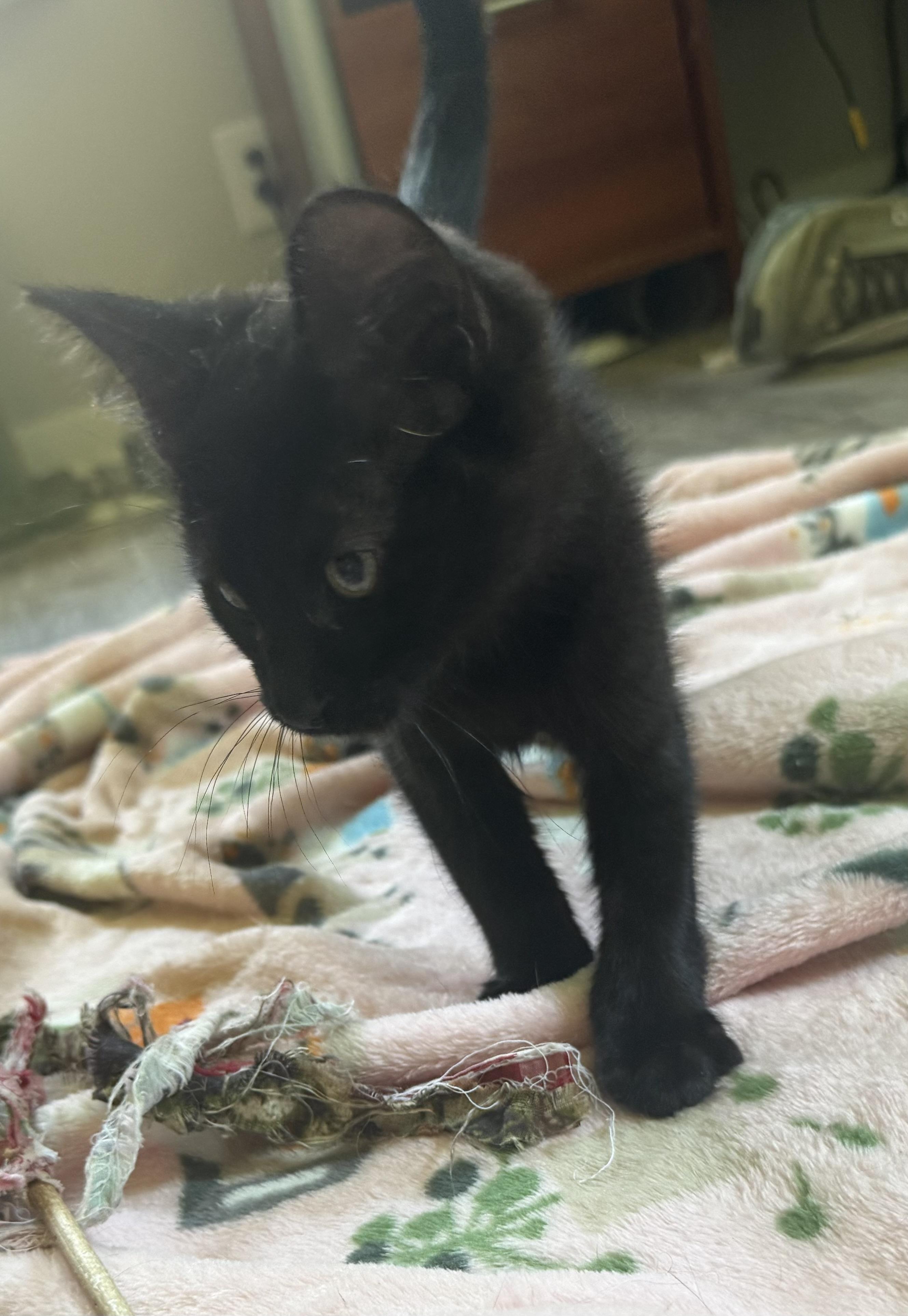 Rocky, a ADOPTABLE Domestic Short Hair in Anderson, IN image 3/5