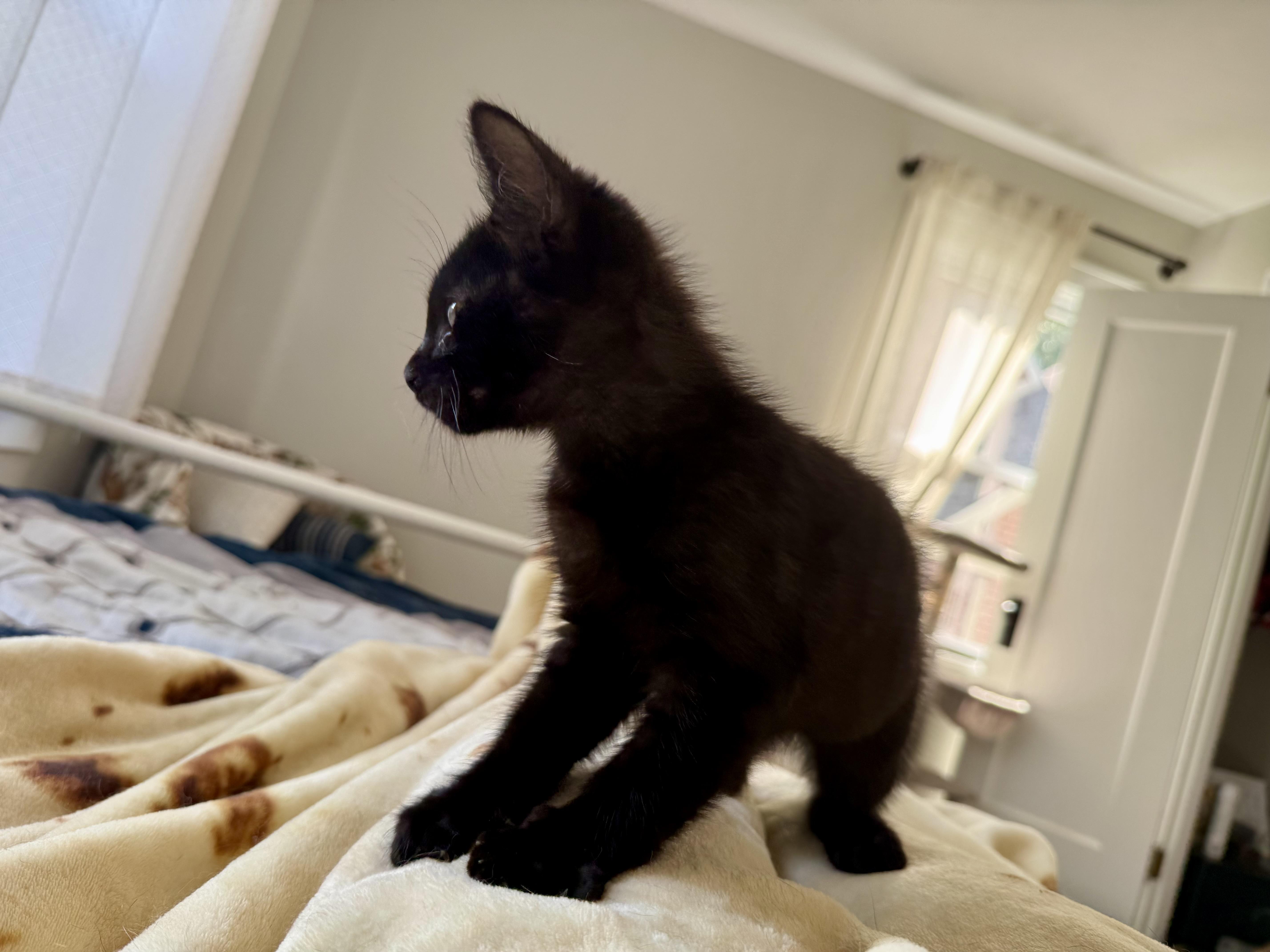 Rocky, a ADOPTABLE Domestic Short Hair in Anderson, IN image 1/5