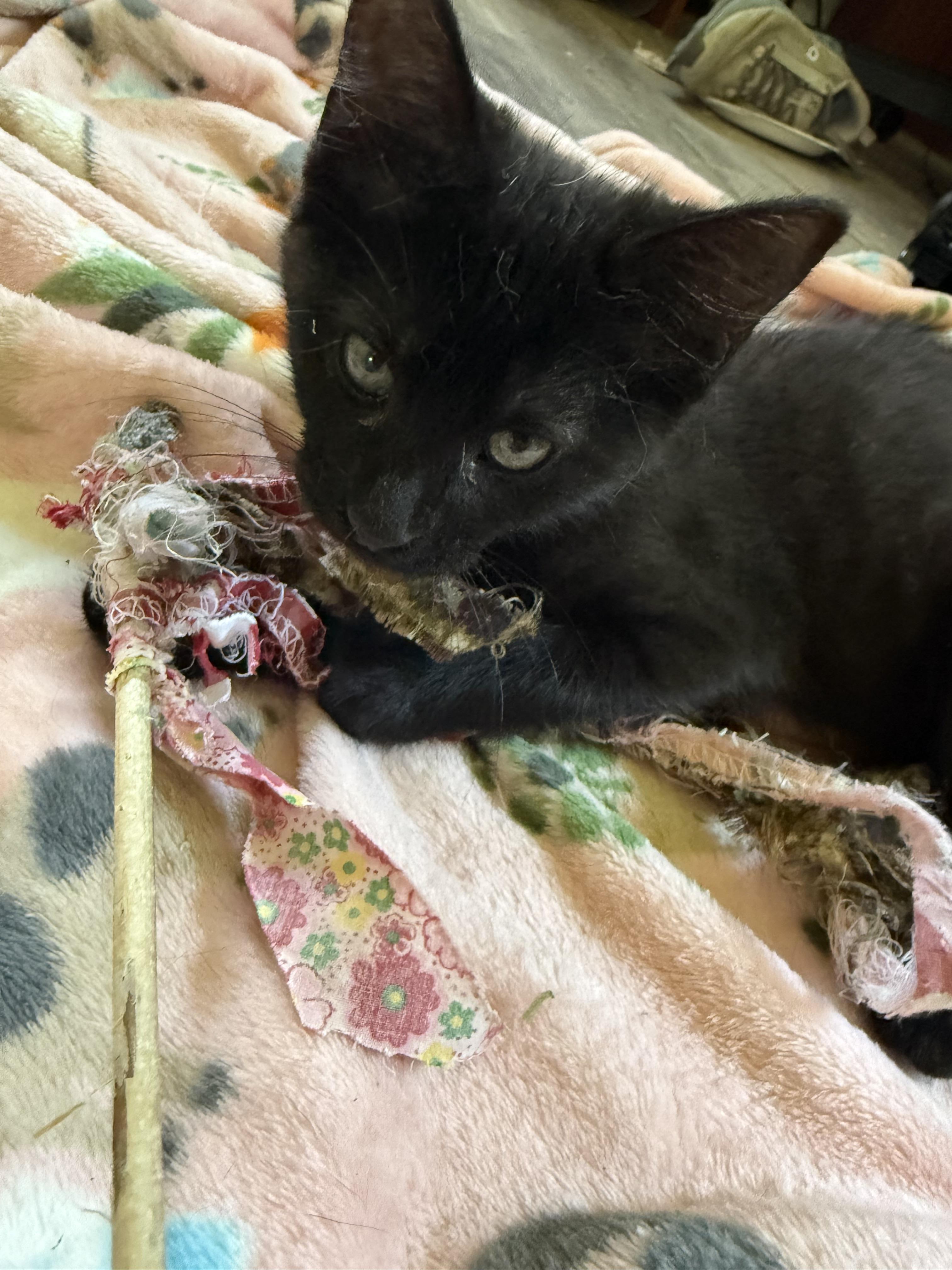 Rocky, a ADOPTABLE Domestic Short Hair in Anderson, IN image 4/5