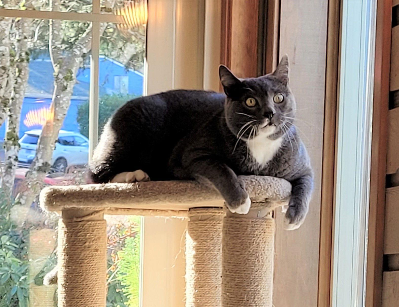 Benny Lew, a Adoptable mixed breed in Springfield, OR image 3/6