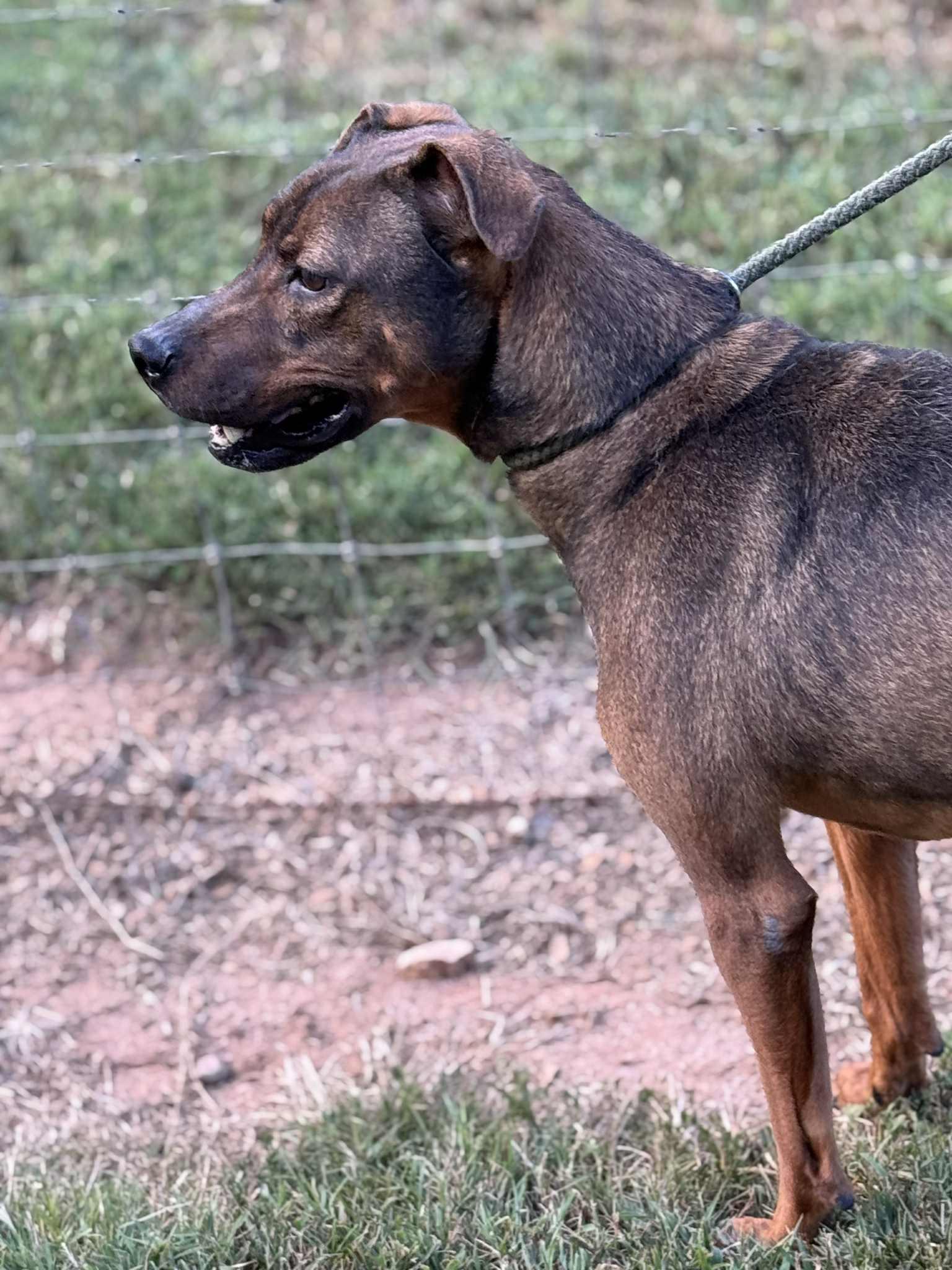 Rufus, Adoptable, Young Male Mixed Breed.