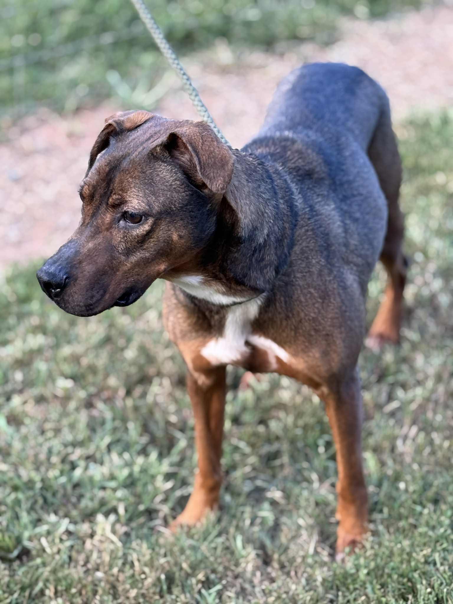 Enlarge Rufus, a Adoptable Mixed Breed in Shelburne, VT image 2/3